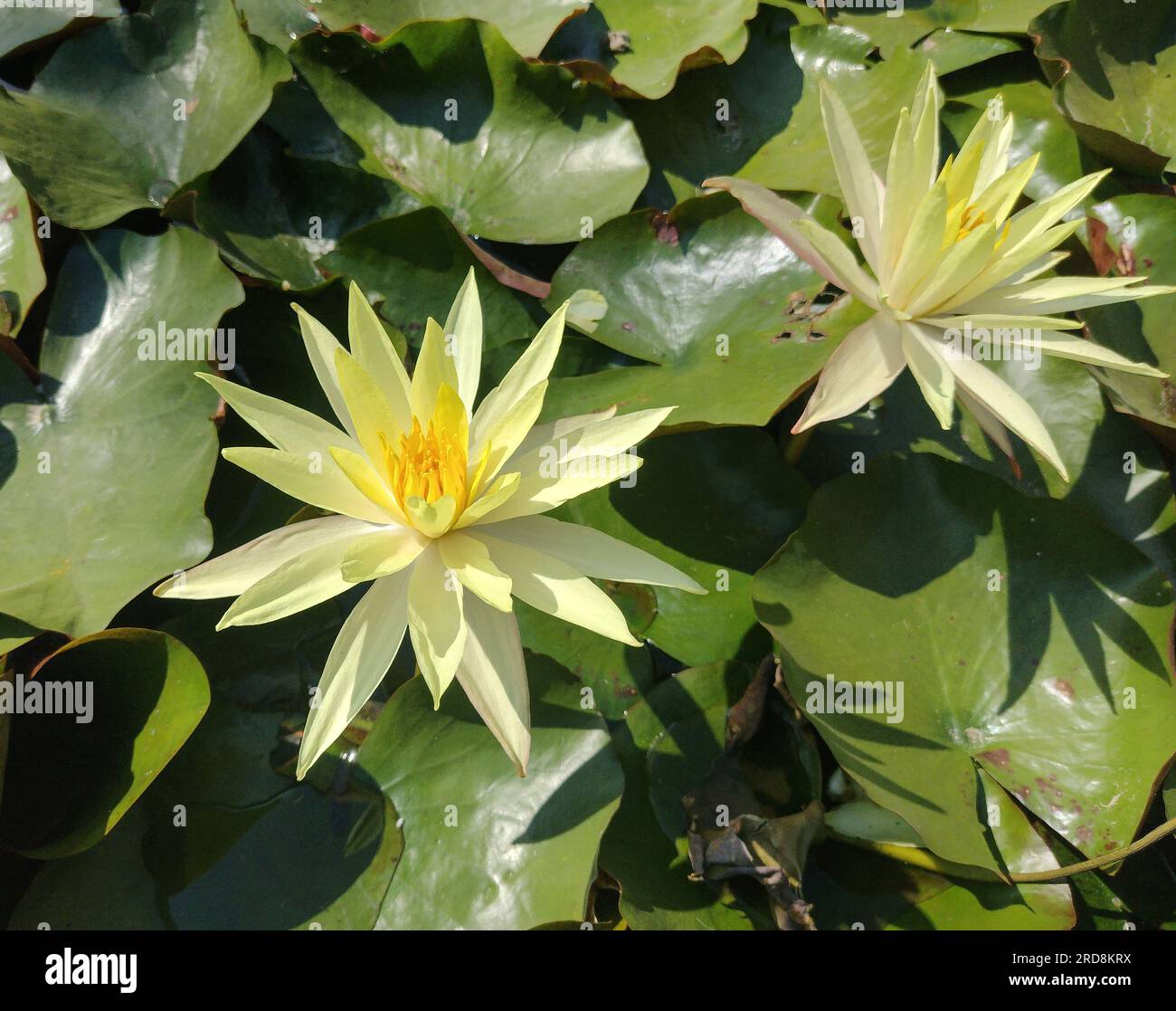 Giallo giglio d'acqua sul lago Foto Stock