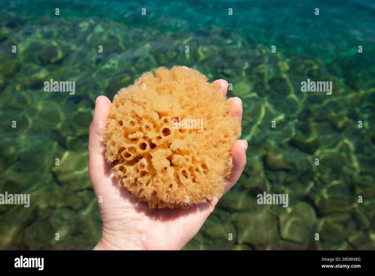 Donna che tiene e mostra spugna da bagno organica naturale su sfondo blu acqua di mare. Foto Stock