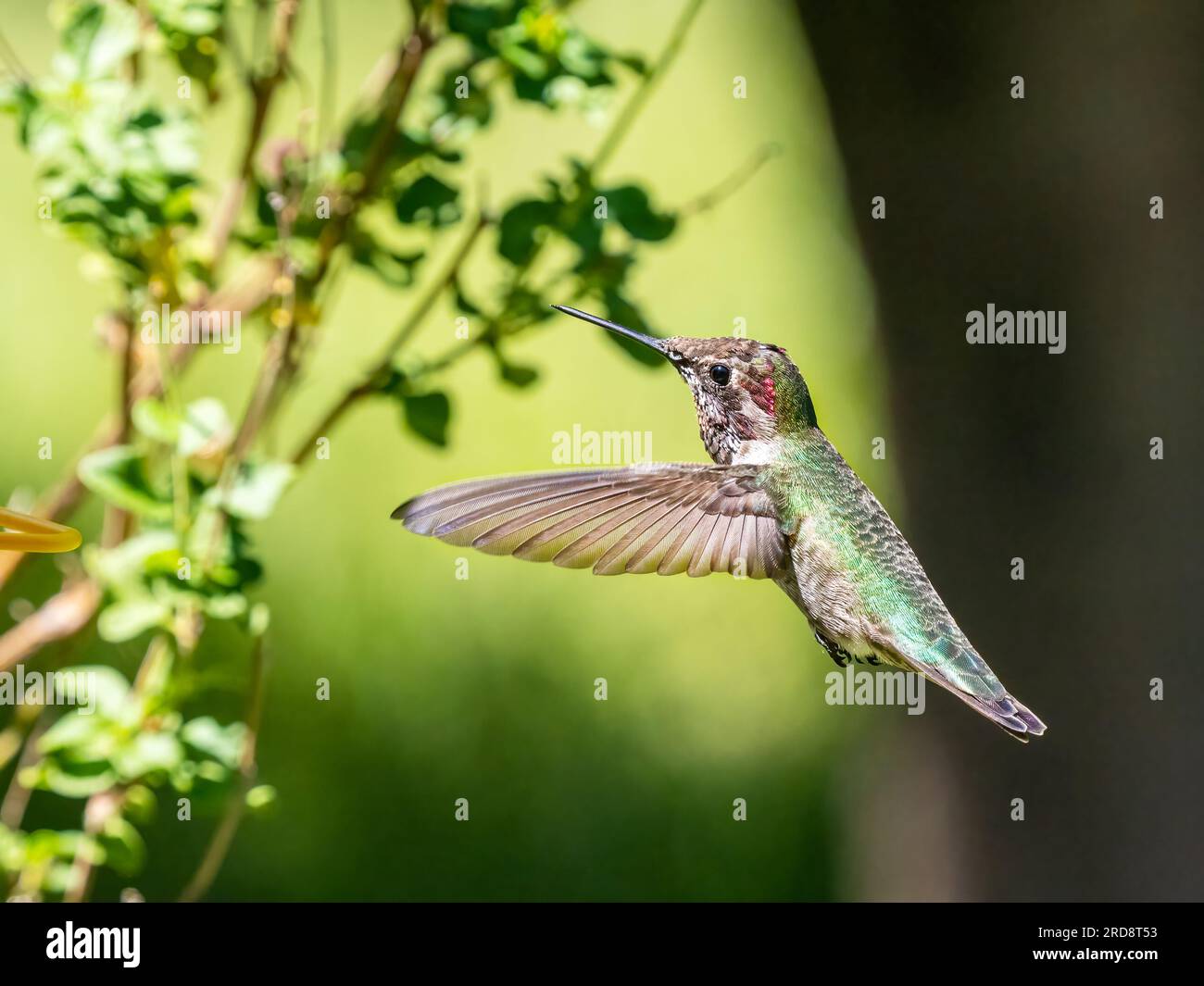 Un colibrì di Anna, Calypte anna, in volo nel Madera Canyon, Arizona meridionale. Foto Stock