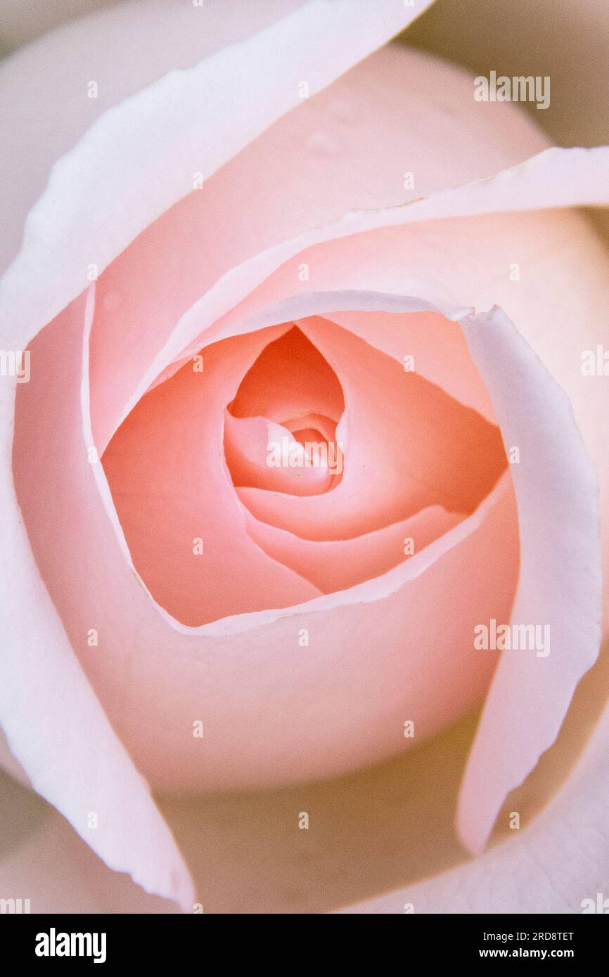 Rose Detail, Queen Mary's Rose Gardens, Londra, Regno Unito Foto Stock