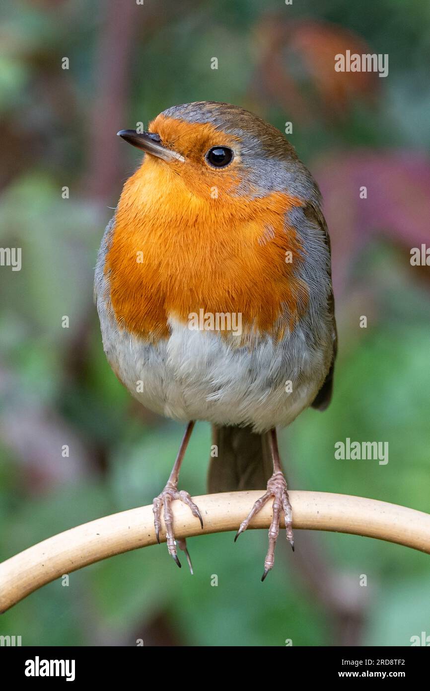 European Robin, Geffrye Museum of the Home, Londra, Regno Unito Foto Stock