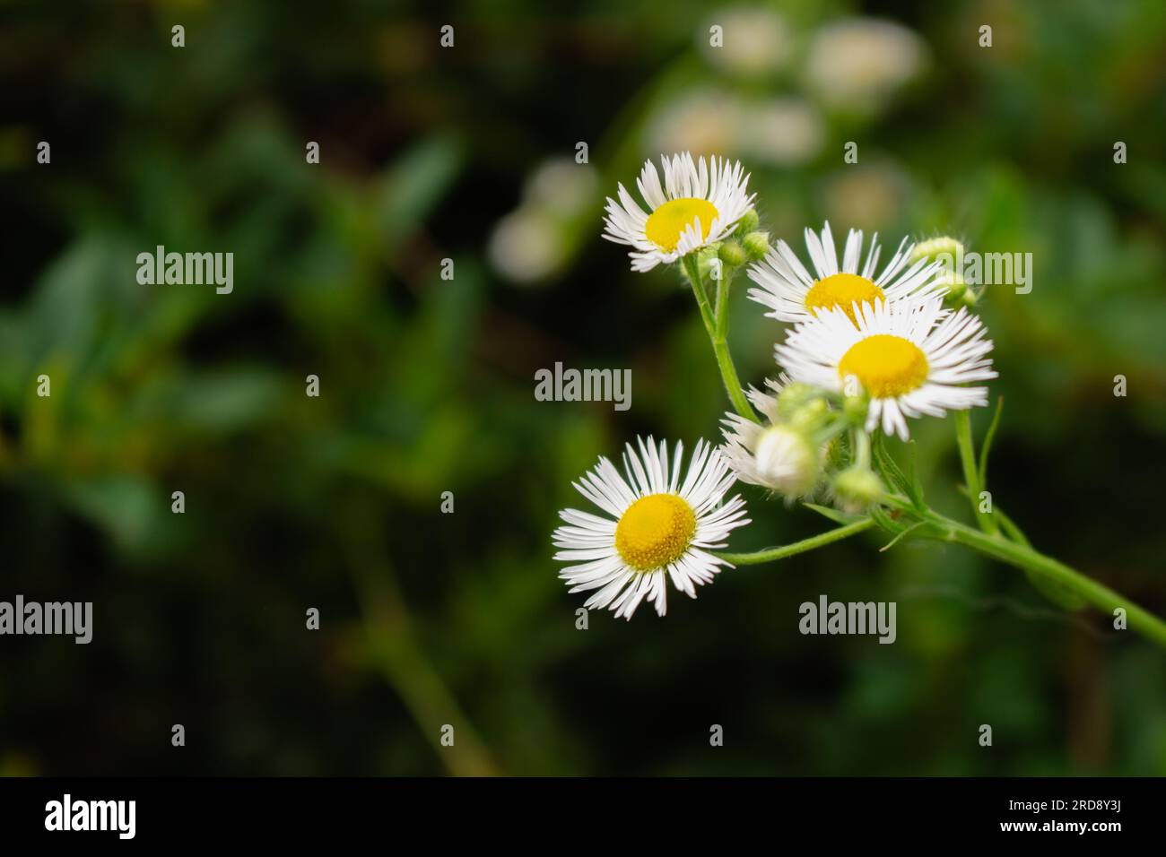 Fiori a margherita in erba. Piccola camomilla su sfondo verde intenso. Natura estiva nei dettagli. Fiori bianchi nel prato. Sfondo idilliaco del giardino. Foto Stock