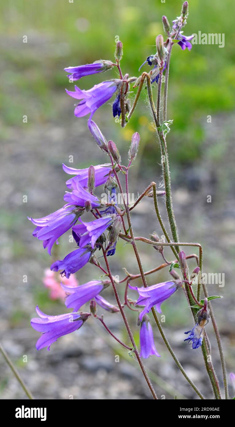 I fiori di campanello (Campanula sibirica) fioriscono tra le erbe selvatiche in estate Foto Stock