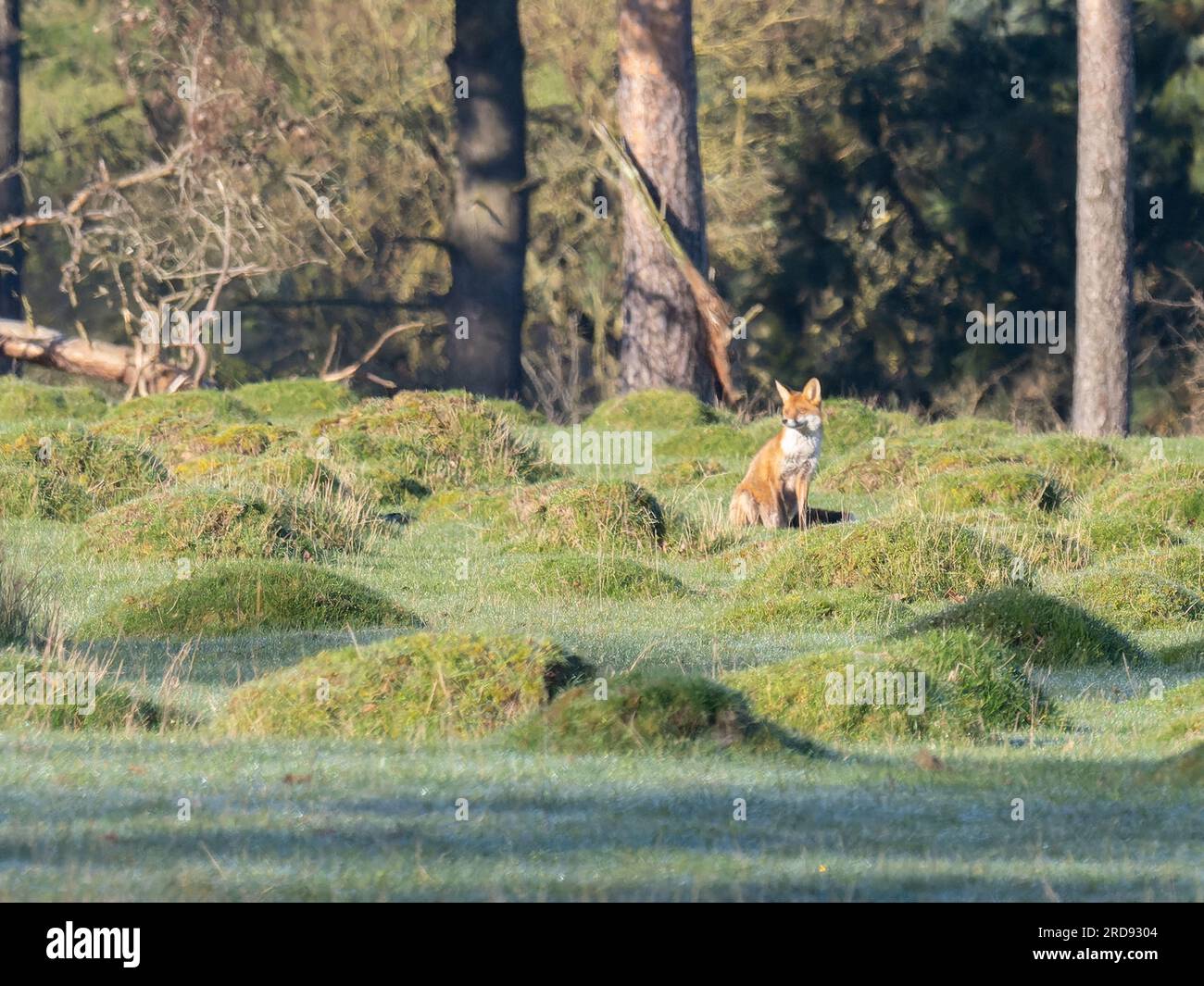Una volpe rossa seduta, Vulpes vulpes, che ispeziona la zona. Foto Stock