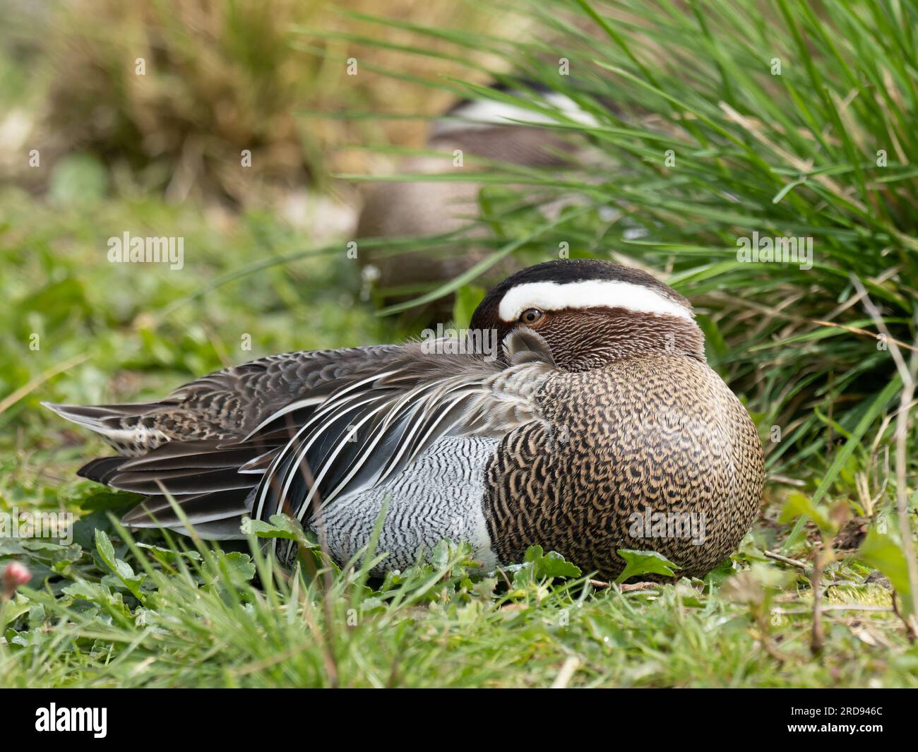 Un garganey maschile, Spatula querquedula, che nuota su uno stagno. Foto Stock