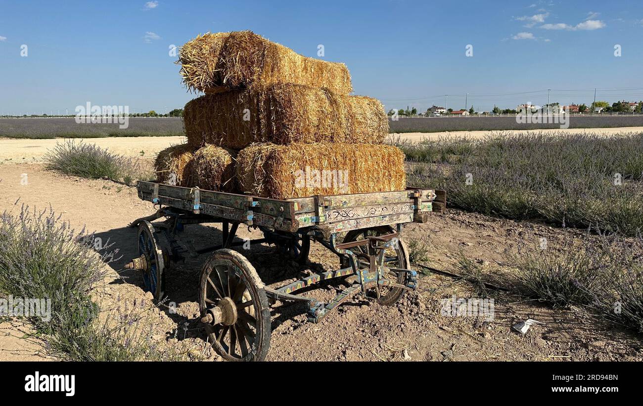 Fieno d'oro di grano in campo. Balle di fieno con un vecchio trattore agricolo in un ranch. Foto Stock