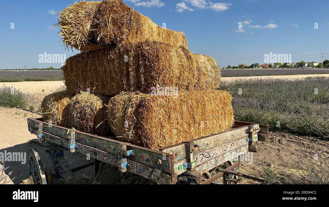 Cumulo di balle di paglia alla fine dell'estate. Balle di fieno con un vecchio trattore agricolo in un ranch. Foto Stock