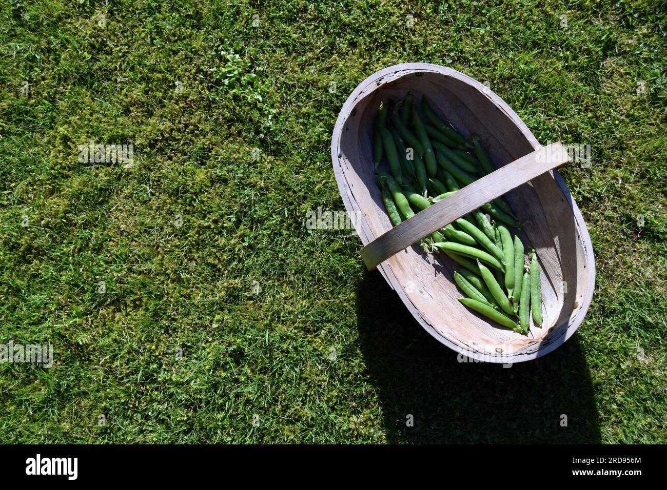 Un cestino di legno marrone pieno di piselli appena raccolti su Uno sfondo di erba Verde Foto Stock