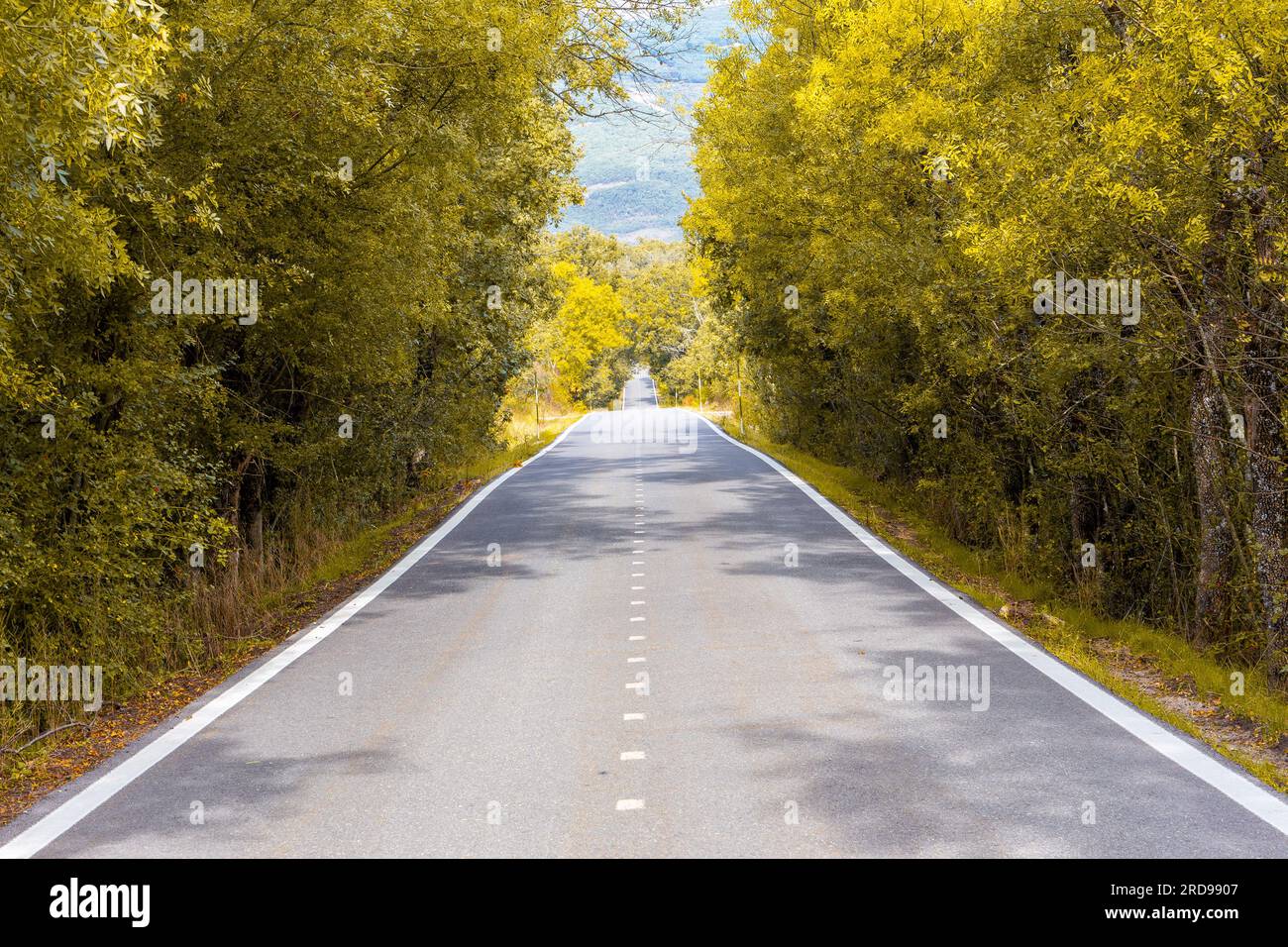 Strada asfaltata dritta attraverso la foresta autunnale dorata della Spagna centrale. Foto Stock