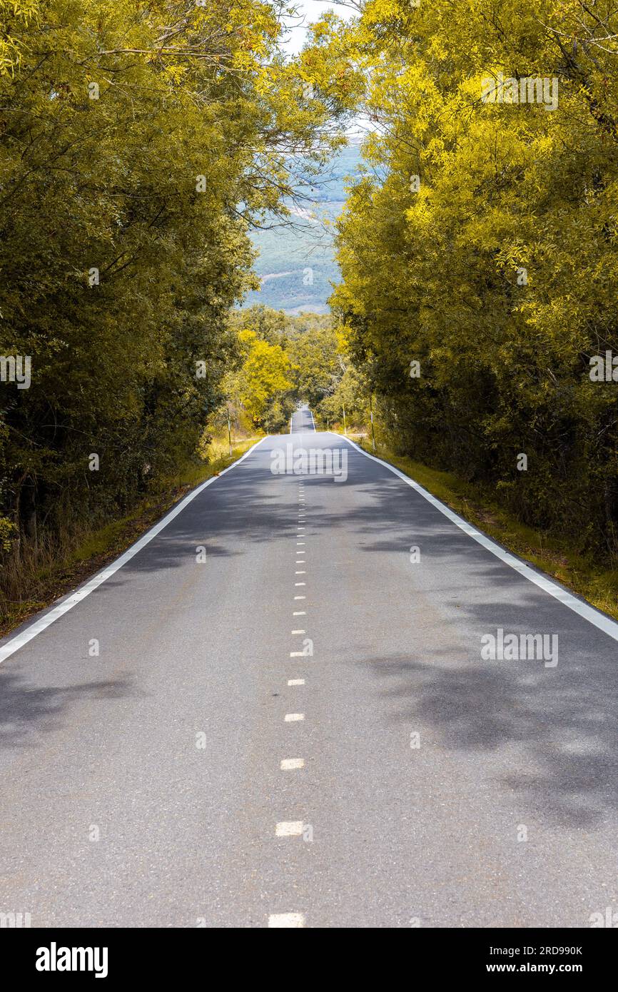 Strada asfaltata dritta attraverso la foresta autunnale dorata della Spagna centrale. Foto Stock
