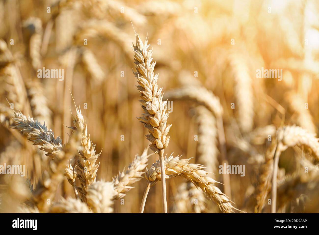 Primo piano delle orecchie di grano maturo all'aperto Foto Stock