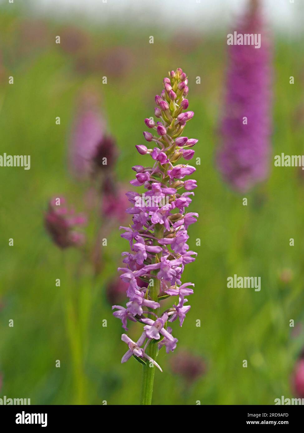 Punta di fiori illuminata dal sole di Chalk Fragrant Orchid (Gymnadenia conopsea) Cumbria, Inghilterra, Regno Unito Foto Stock