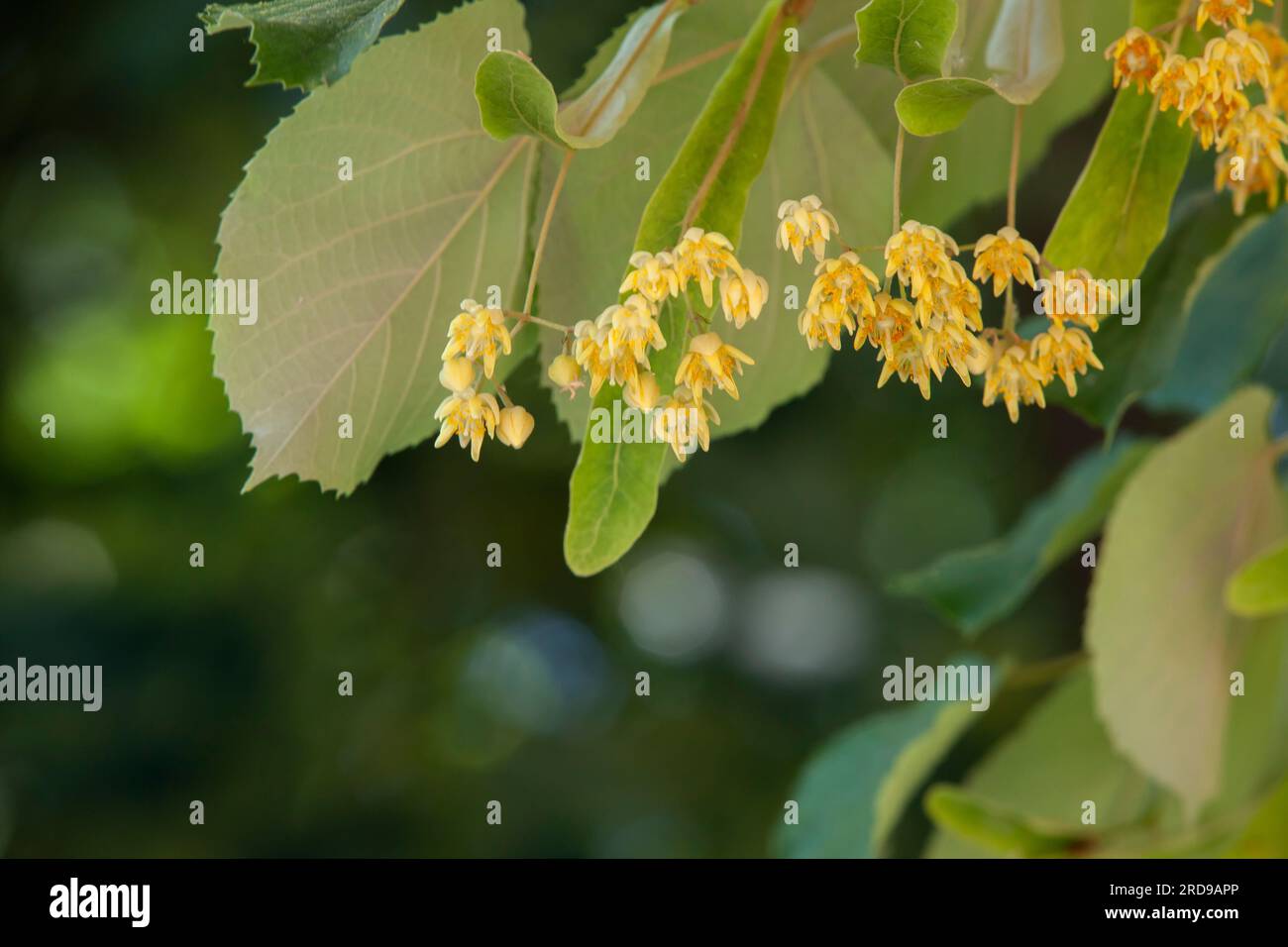 L'albero di tiglio sta fiorendo. Fiori pieni di polline. Foto Stock