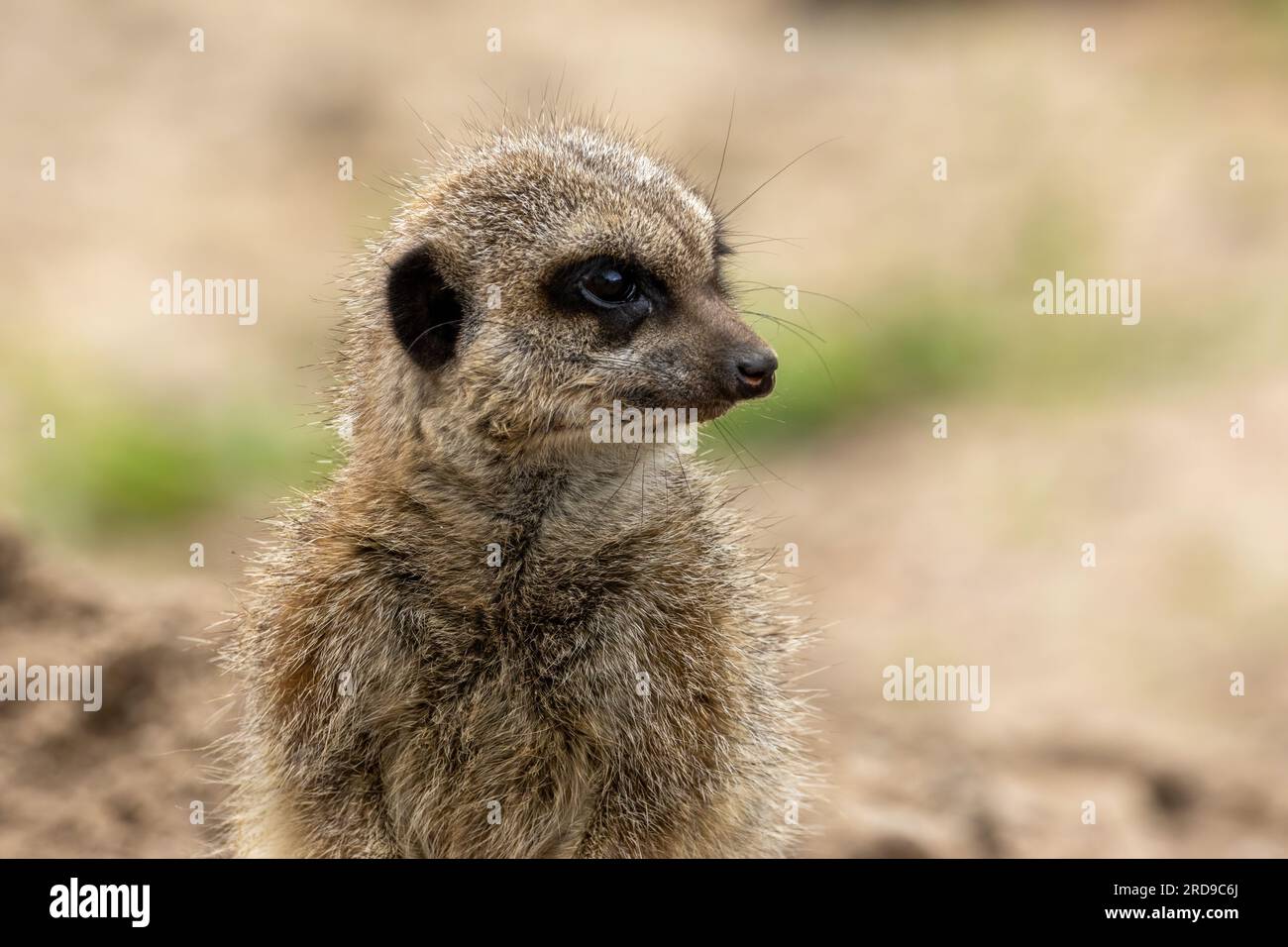 Meerkat alla ricerca del pericolo Foto Stock