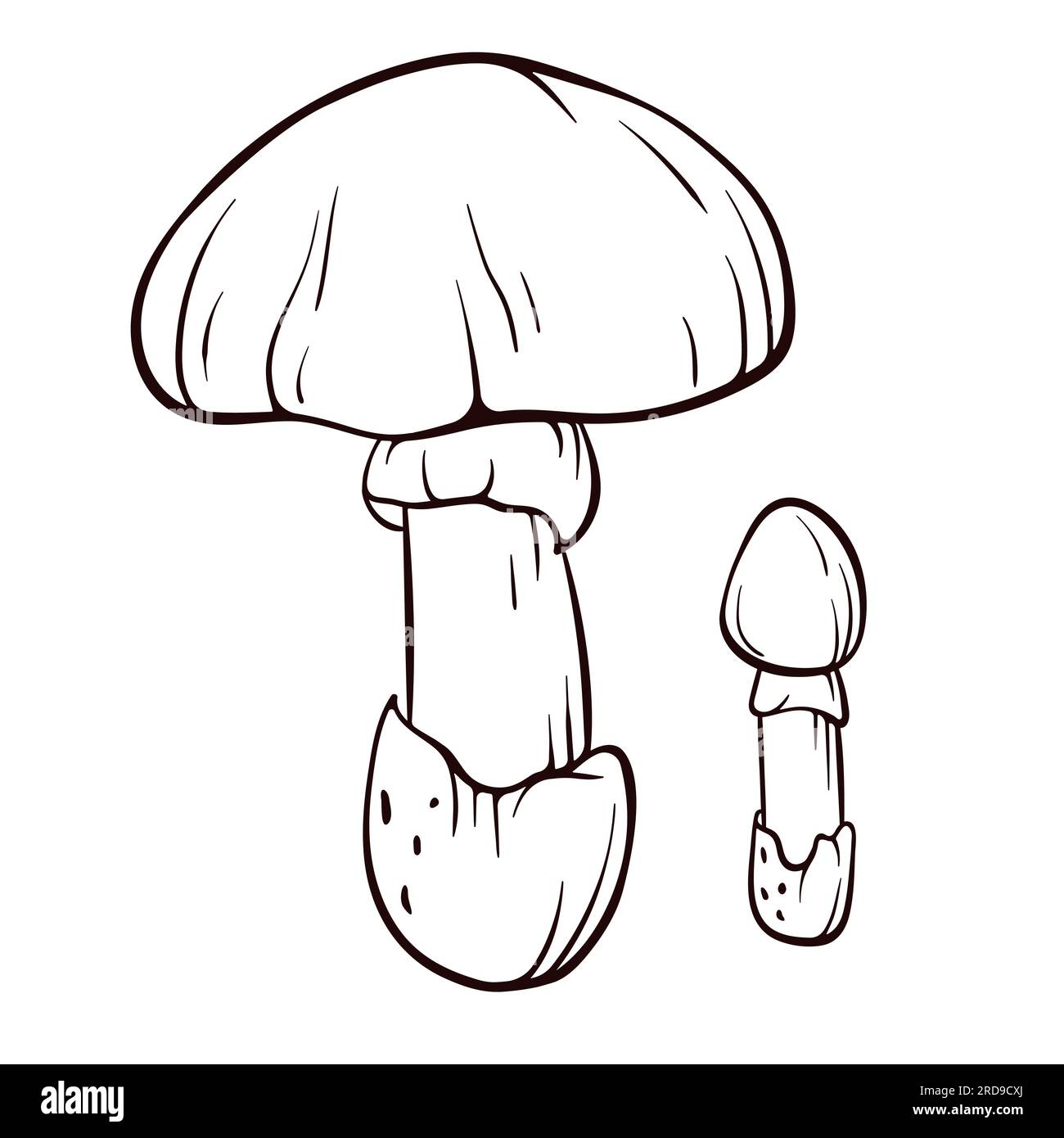Fungo Caesars in line art. Illustrazione di funghi commestibili. Pianta forestale disegnata a mano. Illustrazione vettoriale isolata su sfondo bianco. Illustrazione Vettoriale
