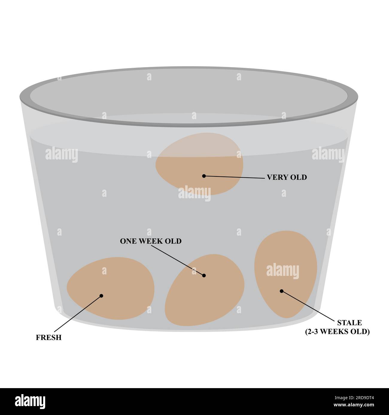 Prova le uova fresche in un recipiente d'acqua Illustrazione Vettoriale