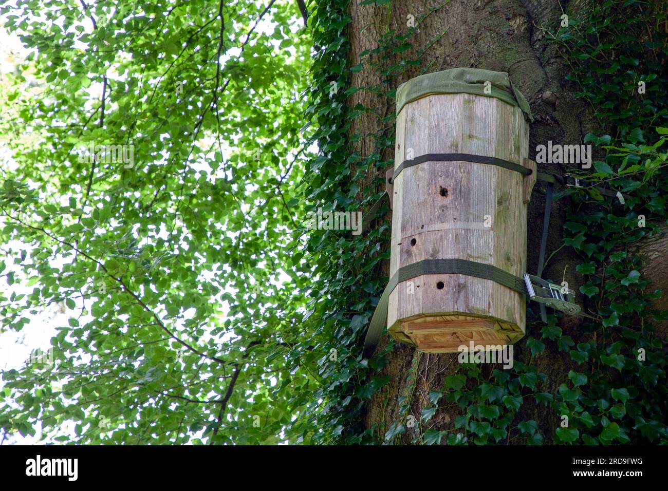 Colonie di api a Newt, Bruton/Castle Cary Somerset Foto Stock