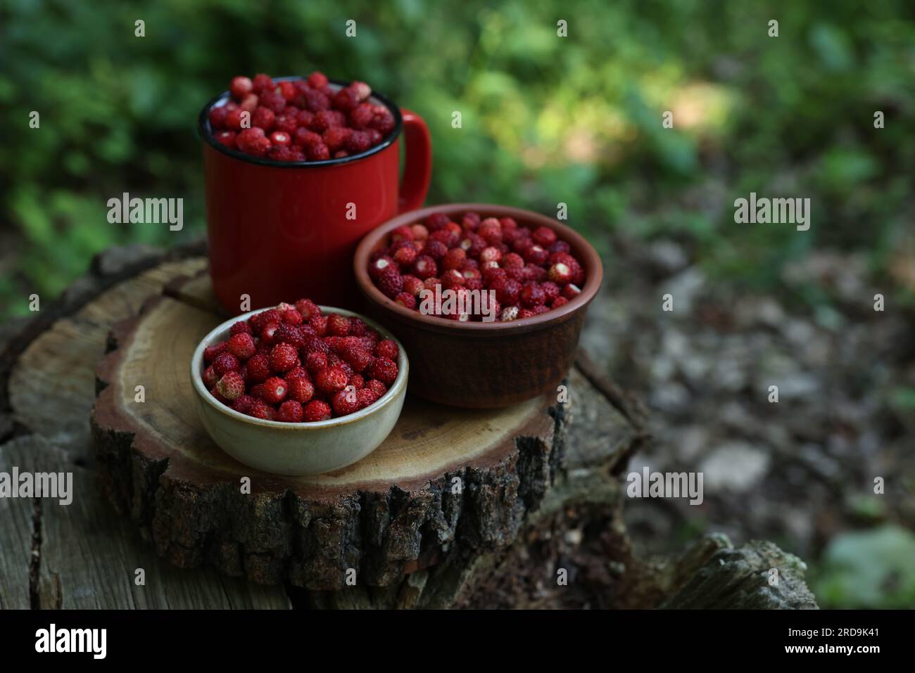 Piatti con gustose fragole selvatiche sul ceppo su sfondo sfocato, primo piano. Spazio per il testo Foto Stock