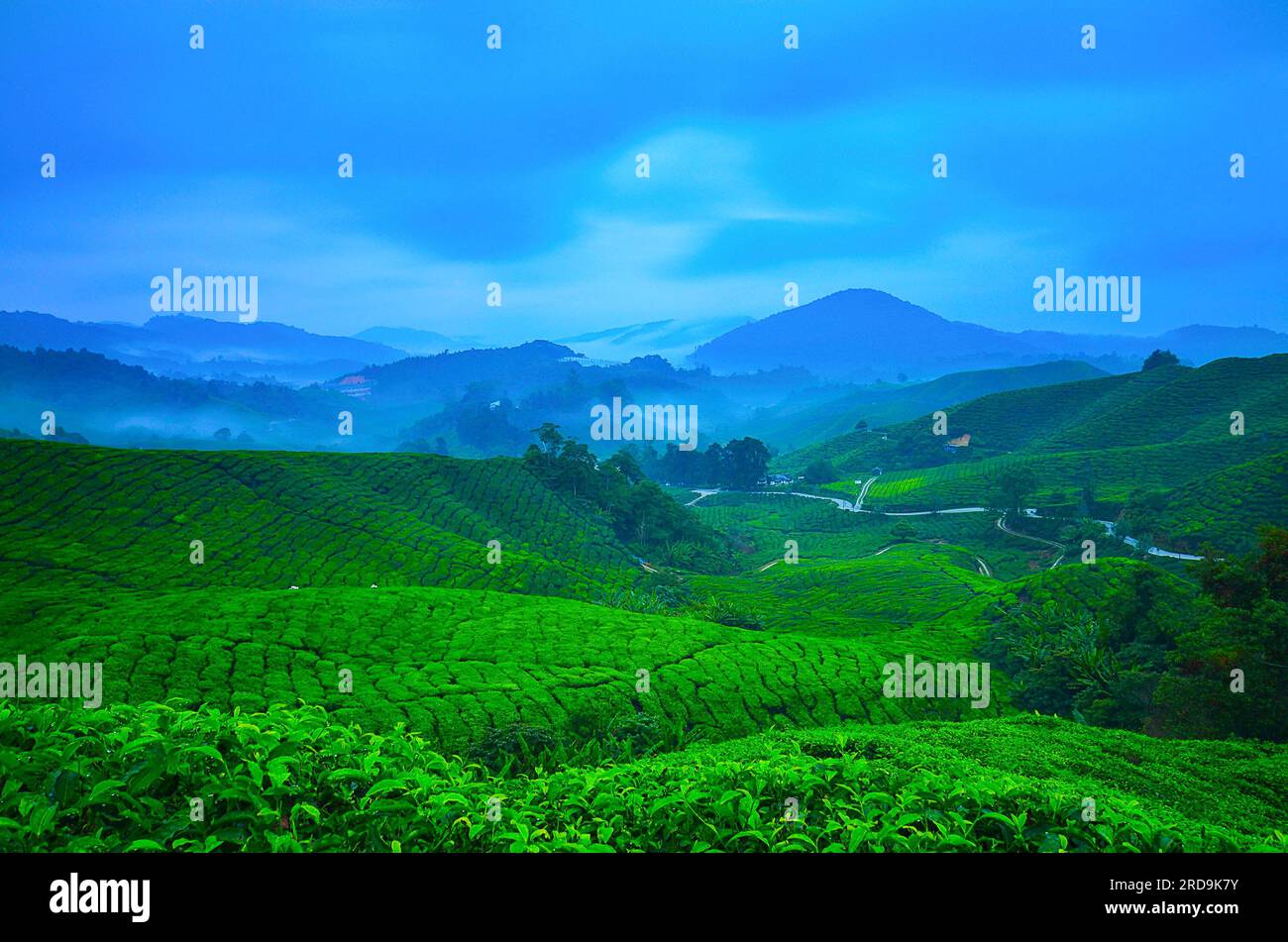 Splendida vista sull'alba presso la piantagione di tè, Cameron Highland Foto Stock