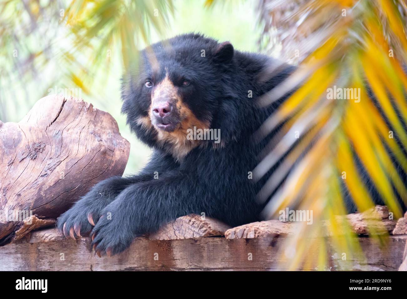 Un bellissimo e raro orso dagli occhiali da sole in primo piano con  sfocatura della profondità di campo. Tremarctos ornatus Foto stock - Alamy