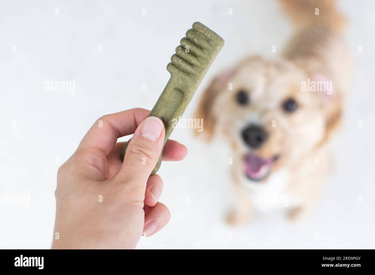 Concetto di cura dentale per cani. Dolcetti dentali per cani. Prodotti per cani. Foto Stock