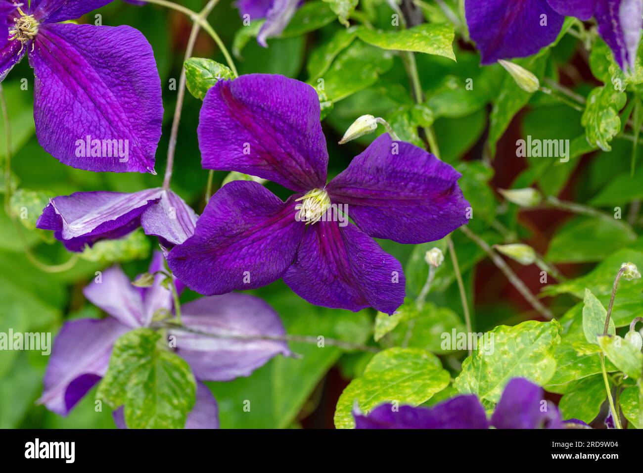 "Jackmanii" gruppo a fiore grande, klematis (ibrido Clematis) Foto Stock