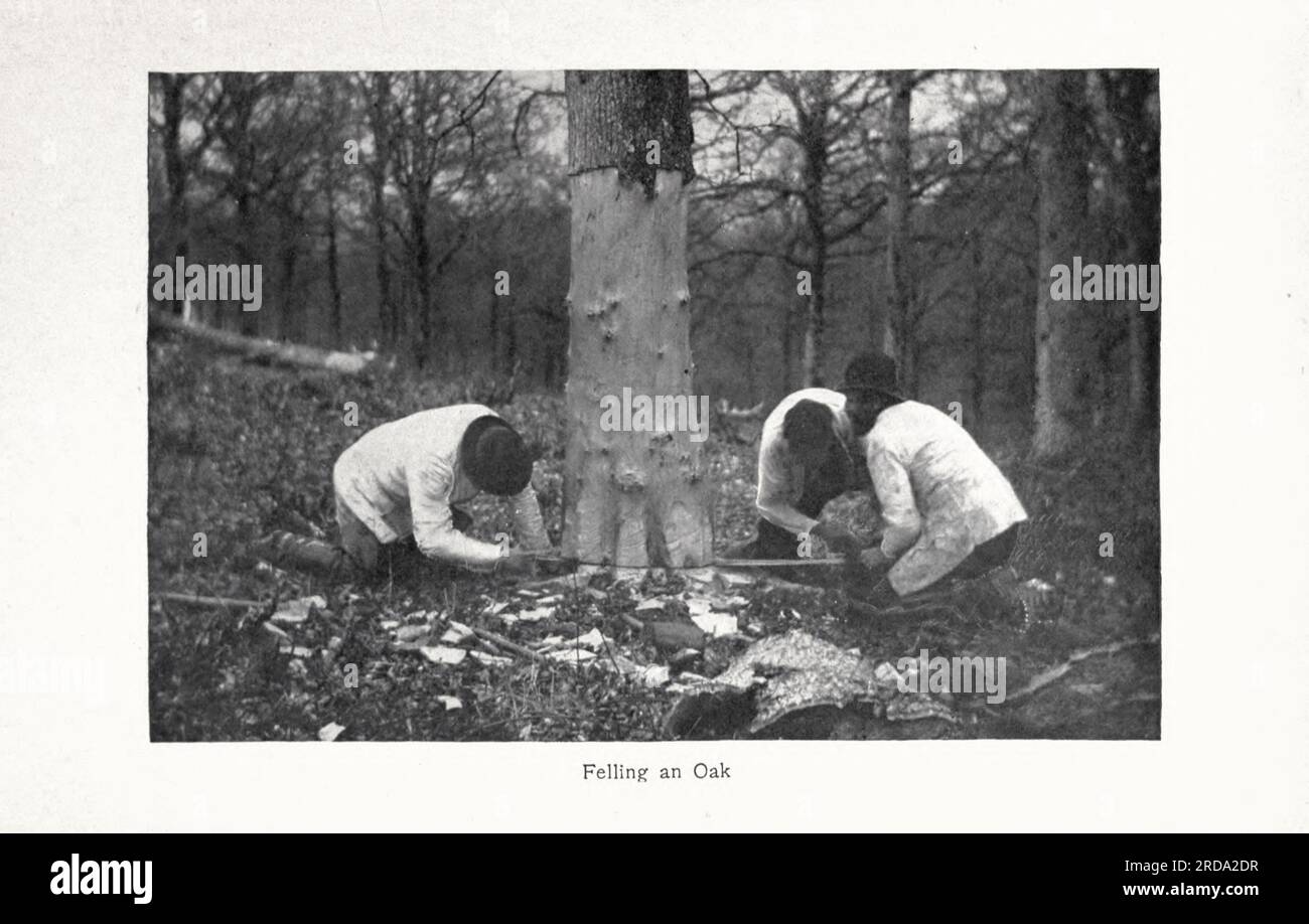 Abbattimento di una quercia fotografia in bianco e nero dal libro ' Among English Hedgerows ' di Clifton Johnson, 1865-1940 data di pubblicazione 1899 ristampato nel 1914 Publisher New York : The Macmillan co.; London, Macmillan and co., ltd. Foto Stock Abbattimento di una quercia fotografia in bianco e nero dal libro ' Among English Hedgerows ' di Clifton Johnson, 1865-1940 data di pubblicazione 1899 ristampato nel 1914 Publisher New York : The Macmillan co.; London, Macmillan and co., ltd. Foto Stock