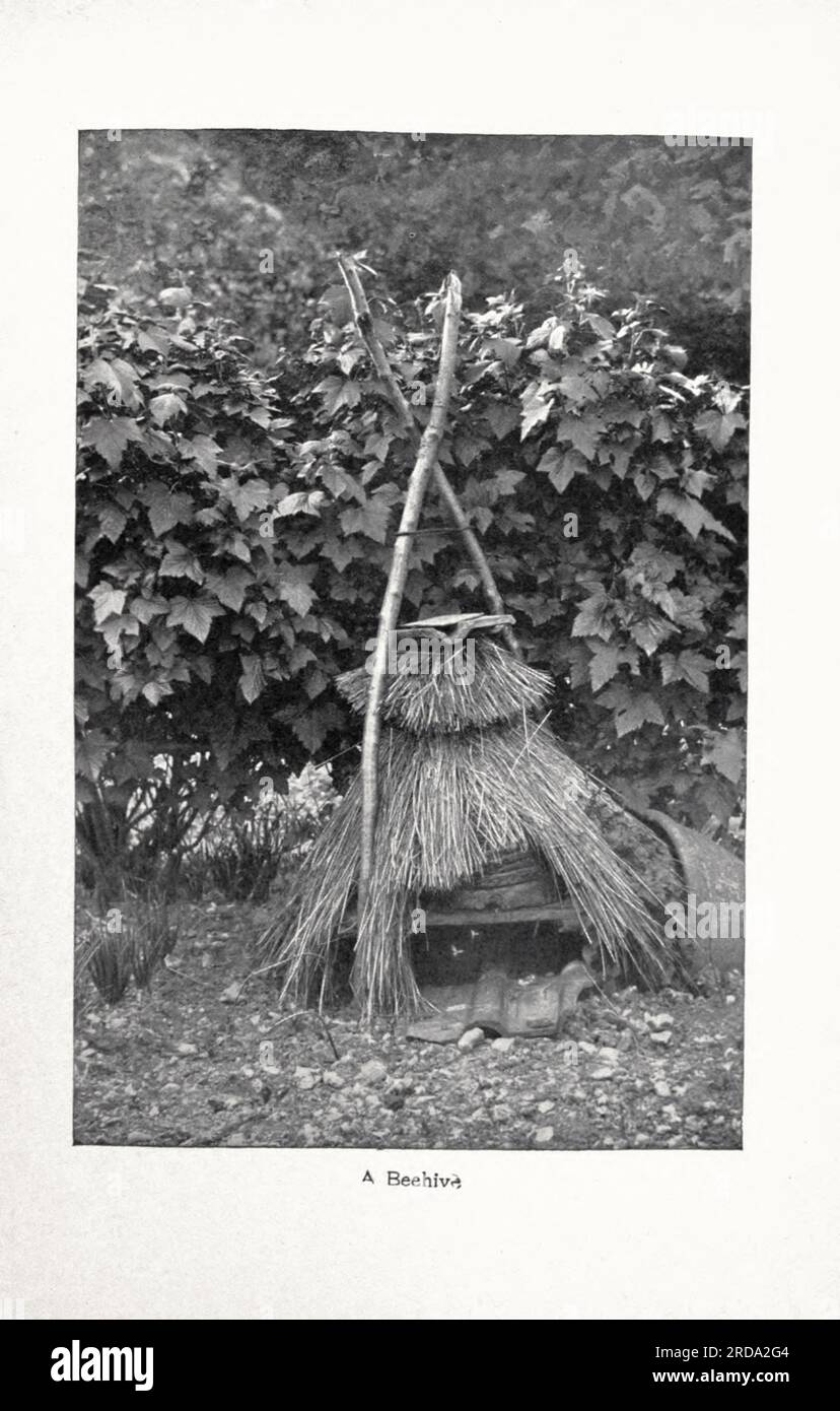 A Beehive in bianco e nero Fotografia tratta dal libro ' Among English Hedgerows' di Clifton Johnson, 1865-1940 data di pubblicazione 1899 ristampata nel 1914 Publisher New York : The Macmillan co.; London, Macmillan and co., ltd. Foto Stock A Beehive in bianco e nero Fotografia tratta dal libro ' Among English Hedgerows' di Clifton Johnson, 1865-1940 data di pubblicazione 1899 ristampata nel 1914 Publisher New York : The Macmillan co.; London, Macmillan and co., ltd. Foto Stock