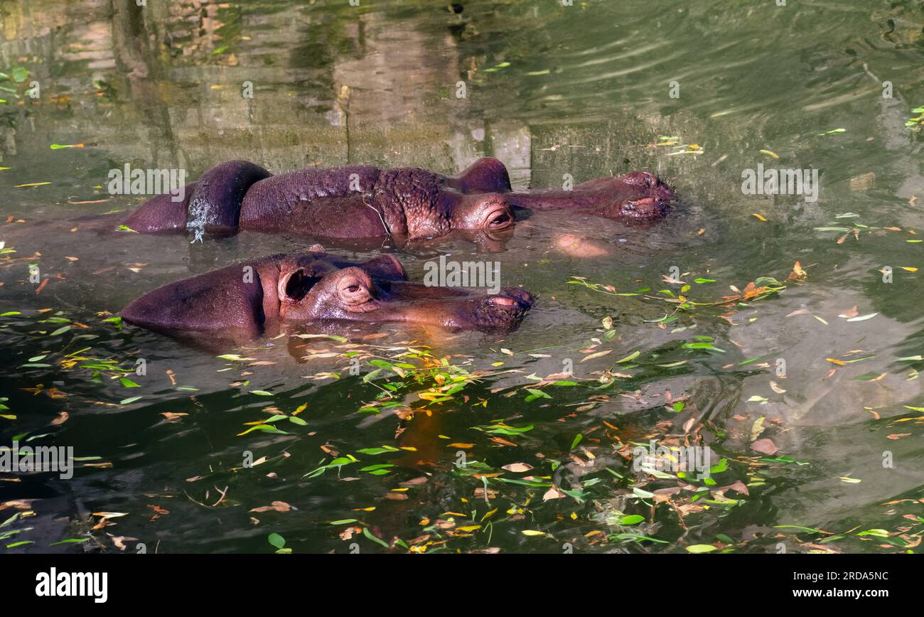 la testa di ippopotamo si è immersa sott'acqua nella natura selvaggia. Foto Stock