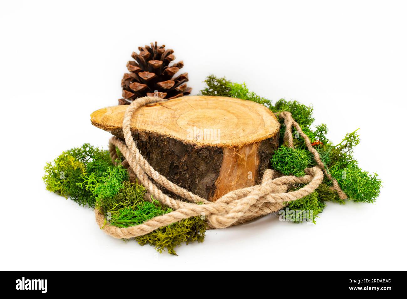 Sezione trasversale del tronco dell'albero con corda di iuta, lichene e cono di pino, impostazione per la visualizzazione del prodotto, isolata su sfondo bianco Foto Stock