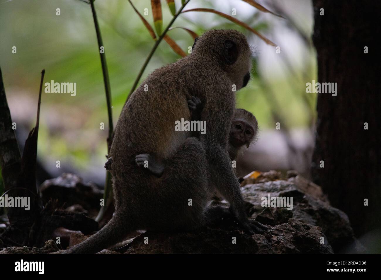Banda di scimmie in Kenya Africa. Le scimmie prendono il controllo di un hotel, Safari Lodge. Scimmie piccole sotto la pioggia, scimmie macachi Foto Stock