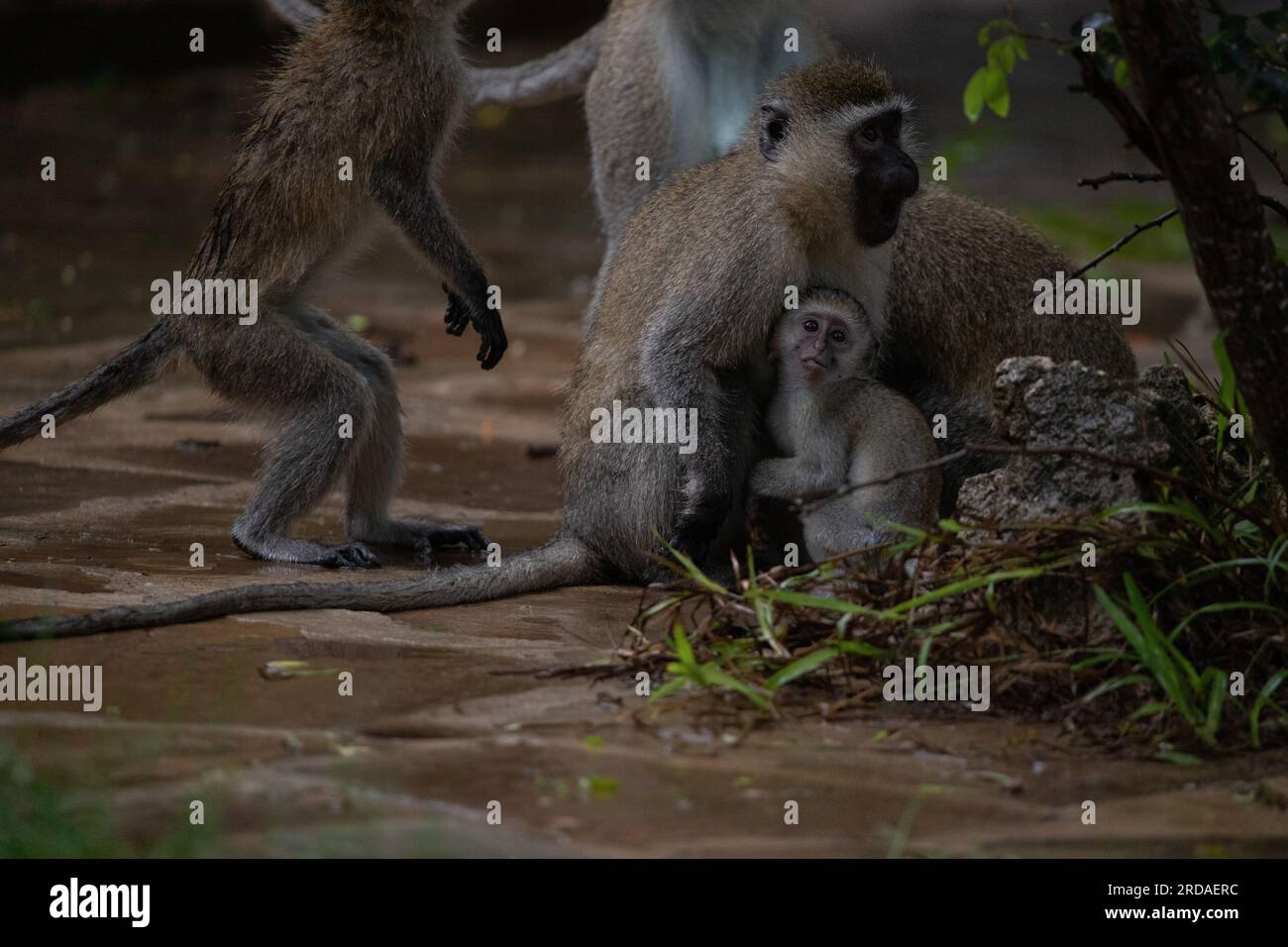 Banda di scimmie in Kenya Africa. Le scimmie prendono il controllo di un hotel, Safari Lodge. Scimmie piccole sotto la pioggia, scimmie macachi Foto Stock