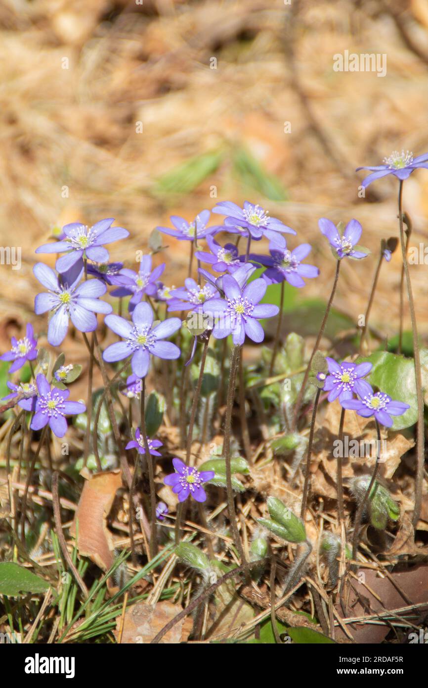 Foto dei fiori di Hepatica che fioriscono tra le foglie secche dello scorso anno Foto Stock