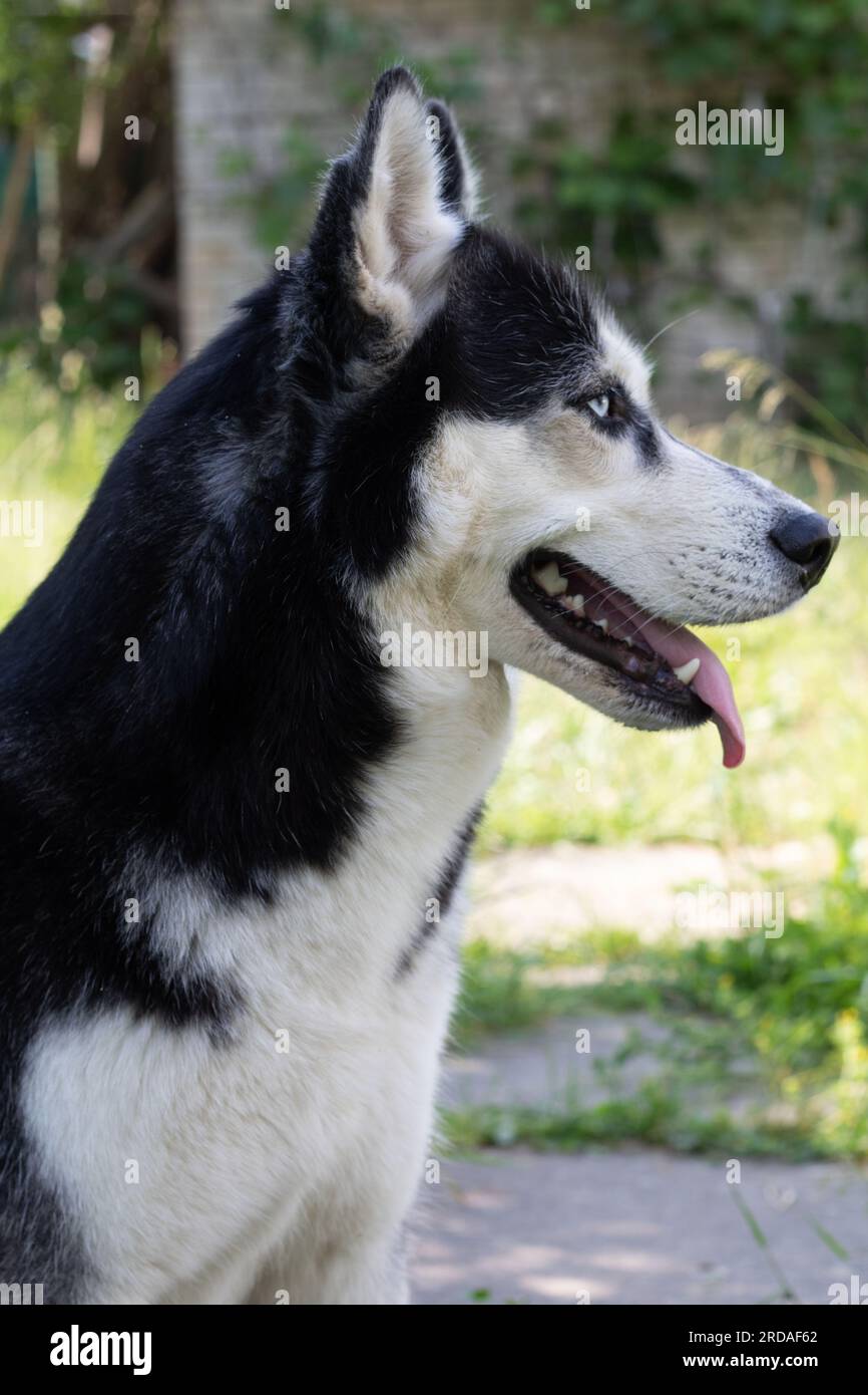Foto di un cane Husky siberiano domestico con lingua allungata, vista laterale Foto Stock