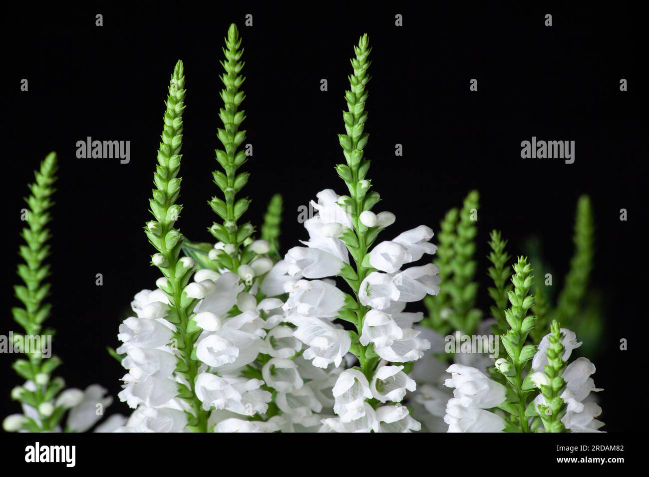 Physostegia virginiana. Fiori bianchi di piante bedienti o obbedienza o falsa testa di drago da vicino Foto Stock