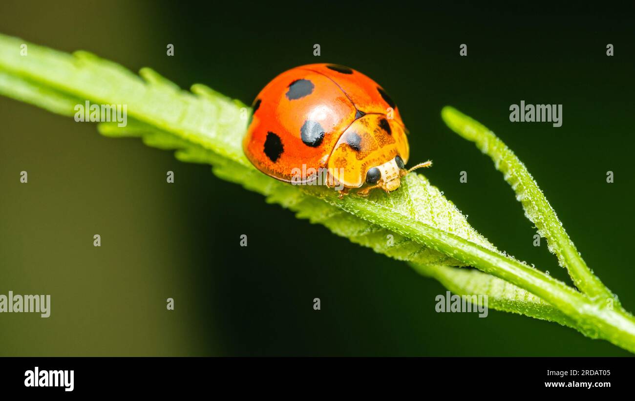 Ladybugs rosso su foglia verde e natura sfondo sfocato. Foto Stock