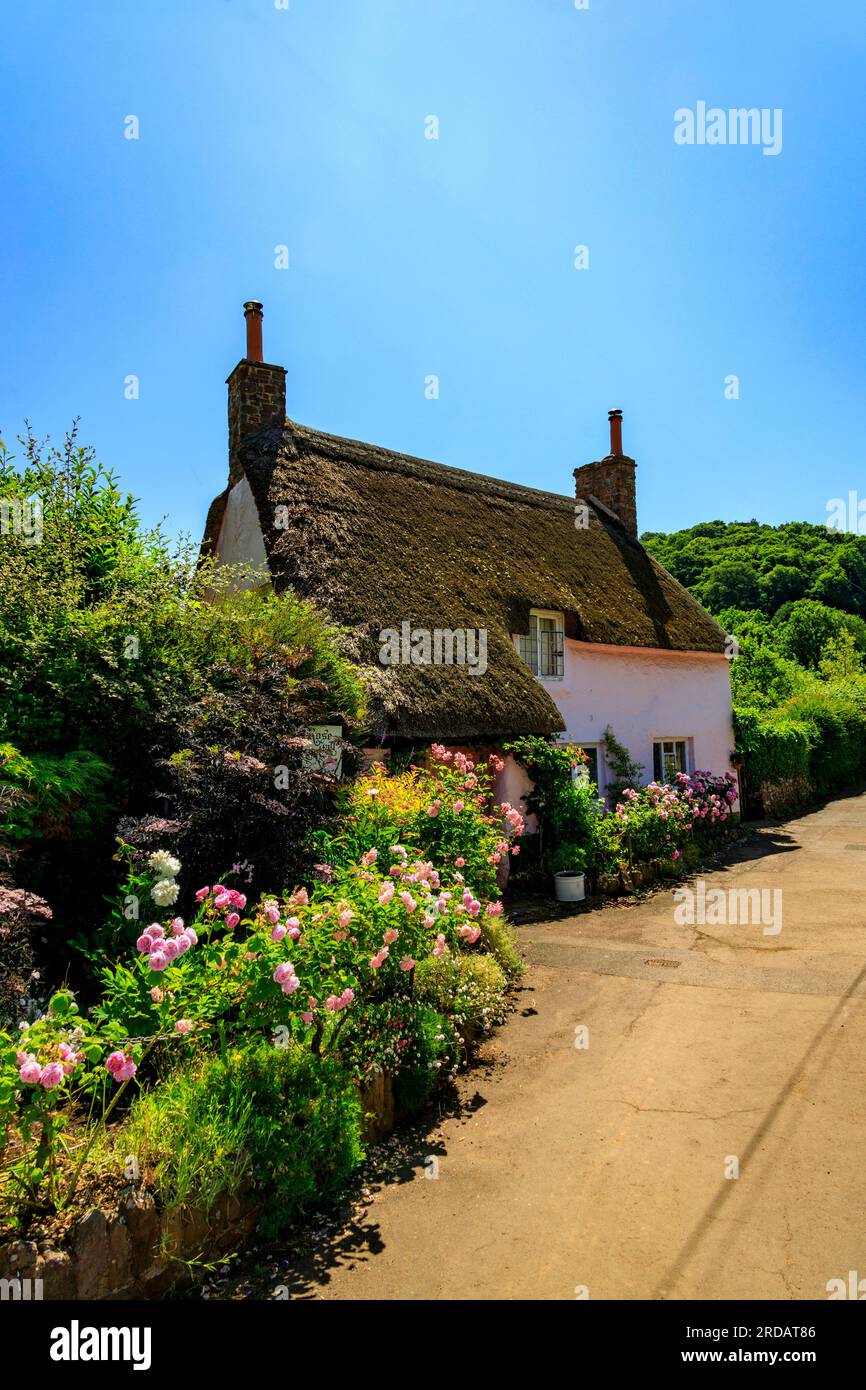 Un tradizionale cottage con tetto in paglia con un giardino colorato a Dunster, Somerset, Inghilterra, Regno Unito Foto Stock