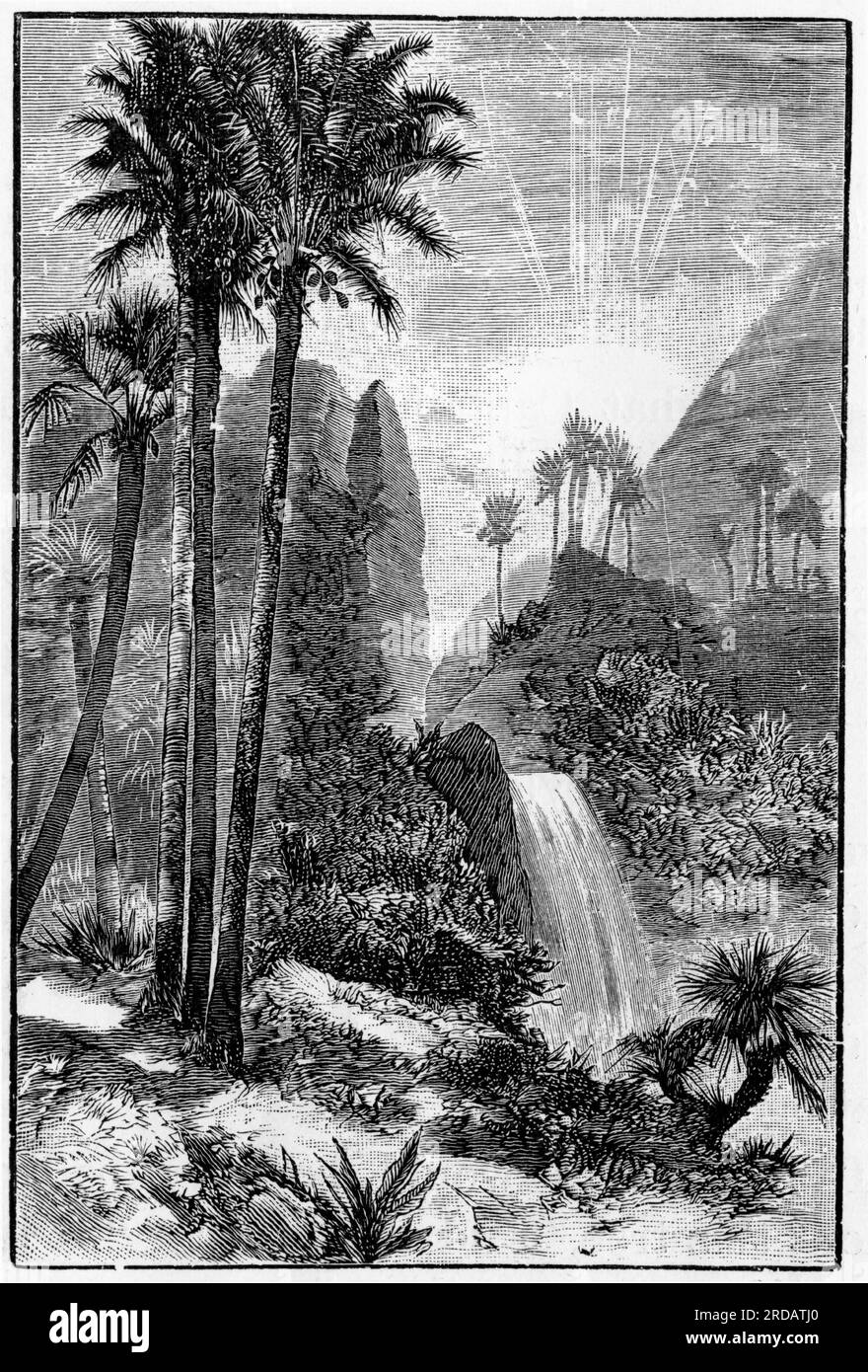 Incisione di alberi di cocco in un ambiente rurale asiatico, intorno al 1880 Foto Stock
