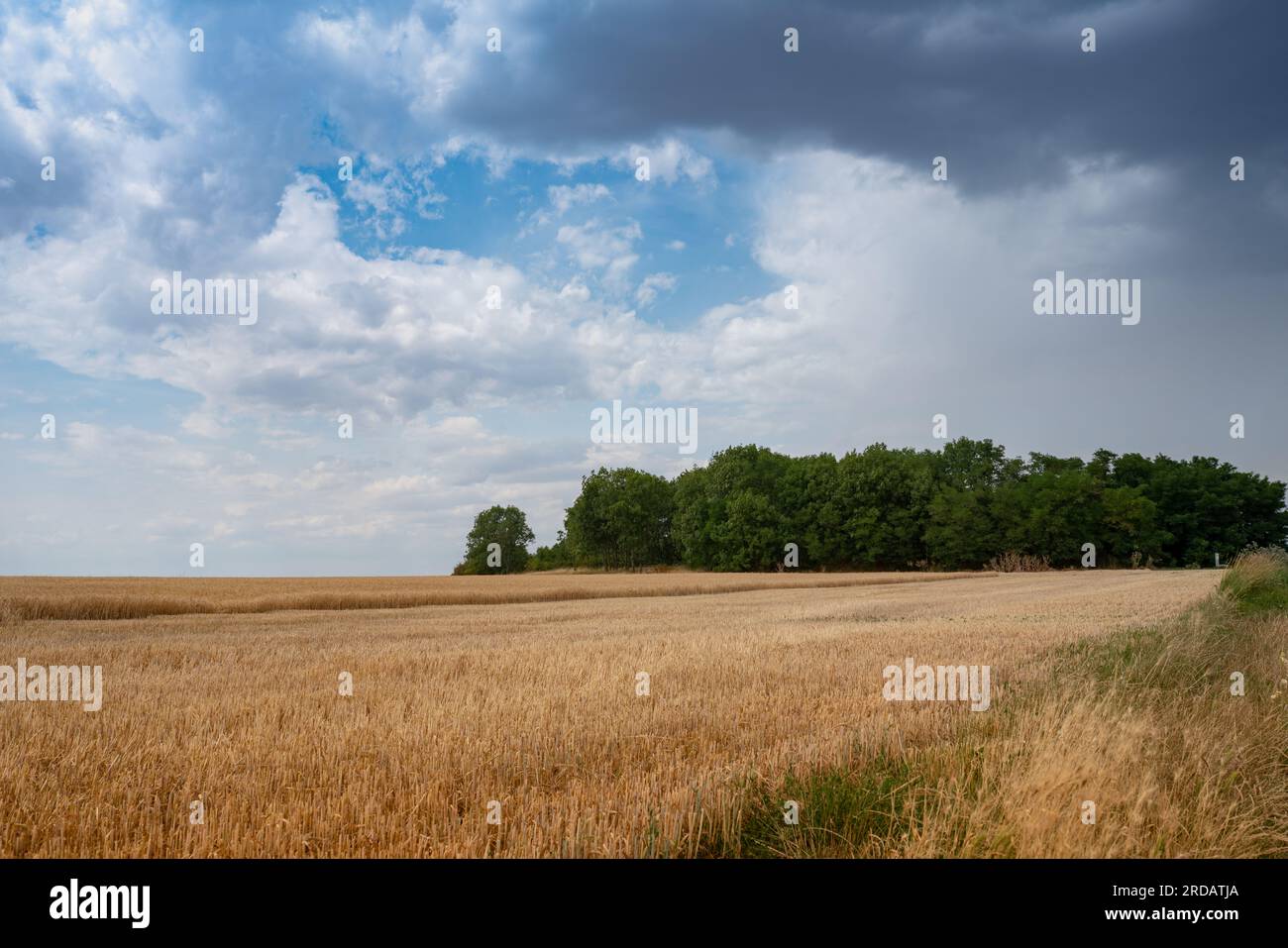 Uno sguardo sui campi verso una piccola collina boscosa con un notevole sito archeologico del Paleolitico inferiore Přezletice - Zlatý kopec, repubblica Ceca. Foto Stock