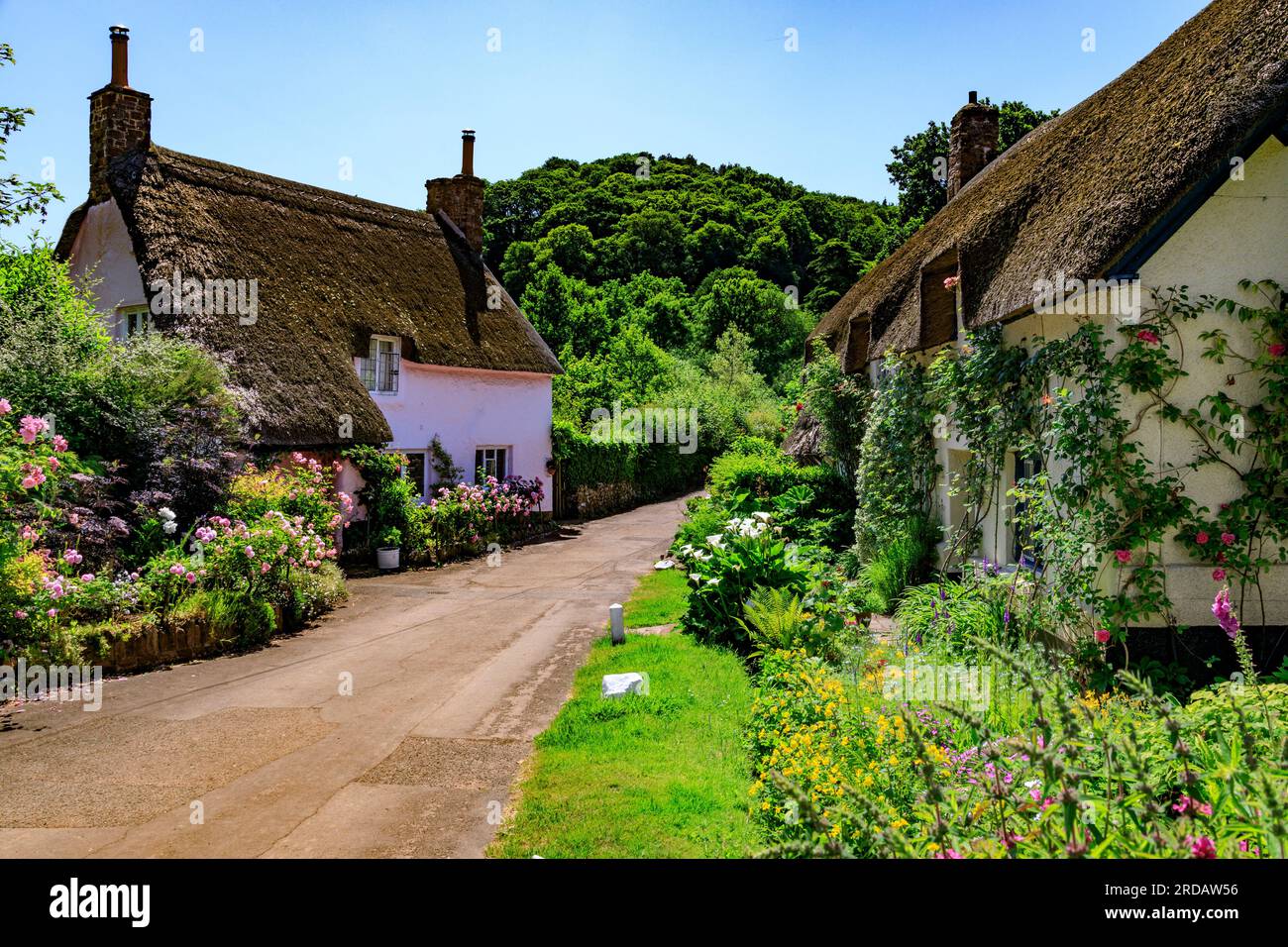Un paio di cottage tradizionali con tetto in paglia e giardini colorati a Dunster, Somerset, Inghilterra, Regno Unito Foto Stock