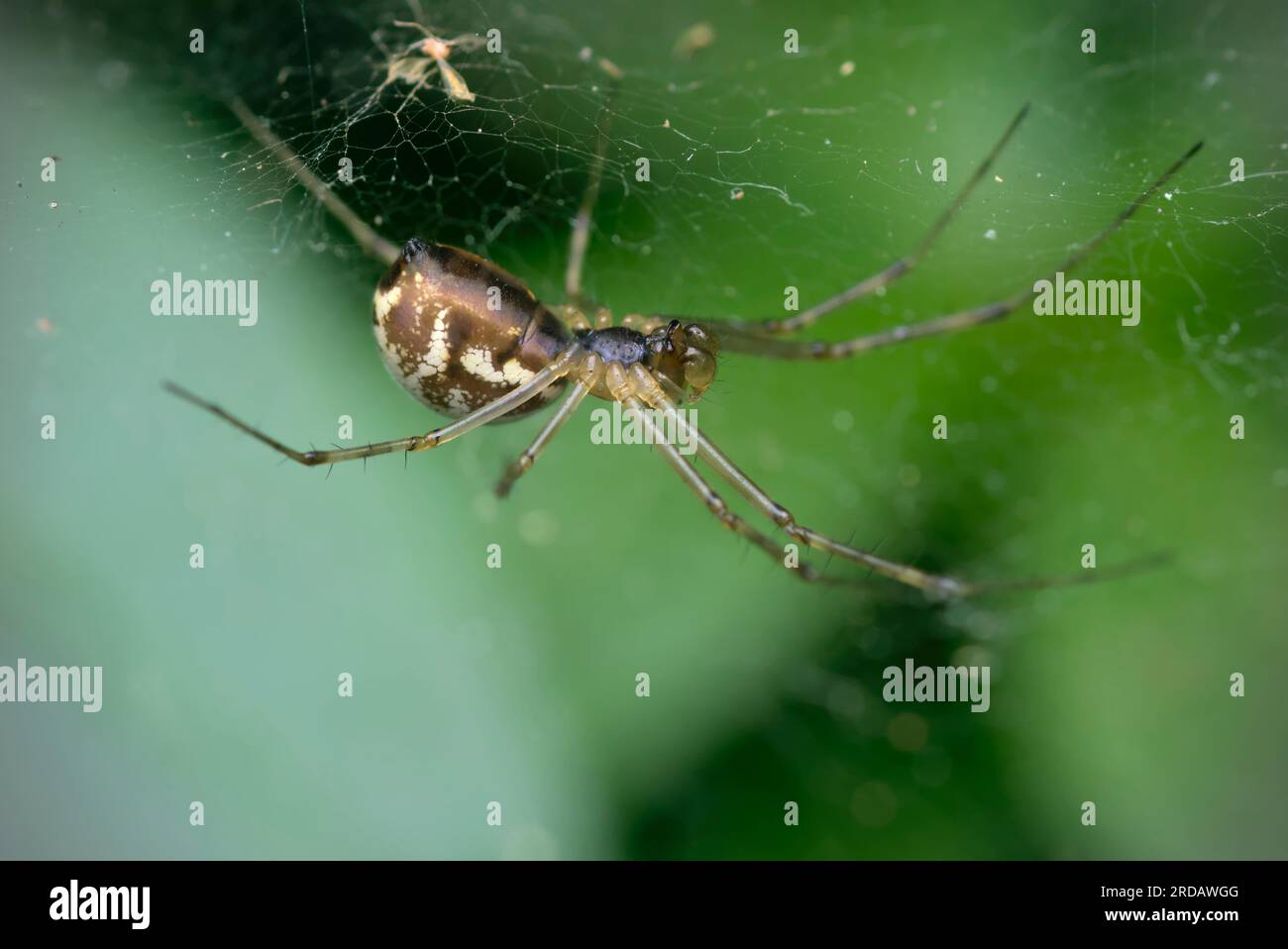 Tessitore nano singolo (Linyphia triangularis) nella sua ragnatela, in attesa di prede, ragni, arachnida, macro fotografia, natura, biodiversità Foto Stock