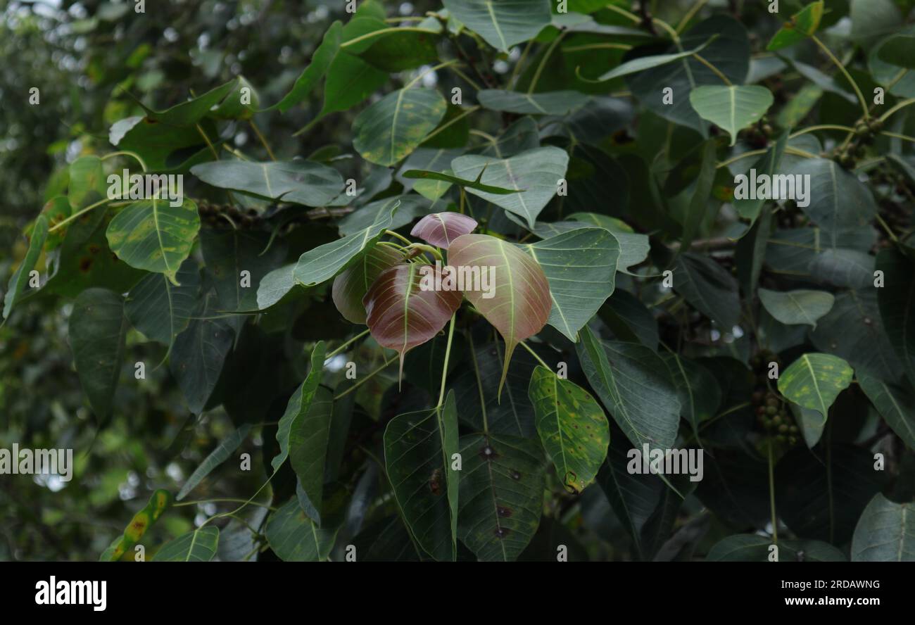 Vista ad angolo ridotto delle foglie fresche che crescono su un ramo di un albero sacro Bodhi (Ficus Religiosa) Foto Stock