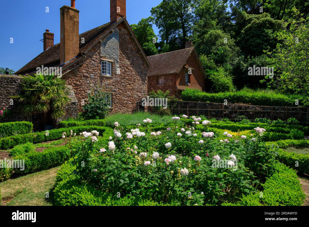 Un letto circolare di rose bianche nel Dream Garden a Dunster Castle, Somerset, Inghilterra, Regno Unito Foto Stock