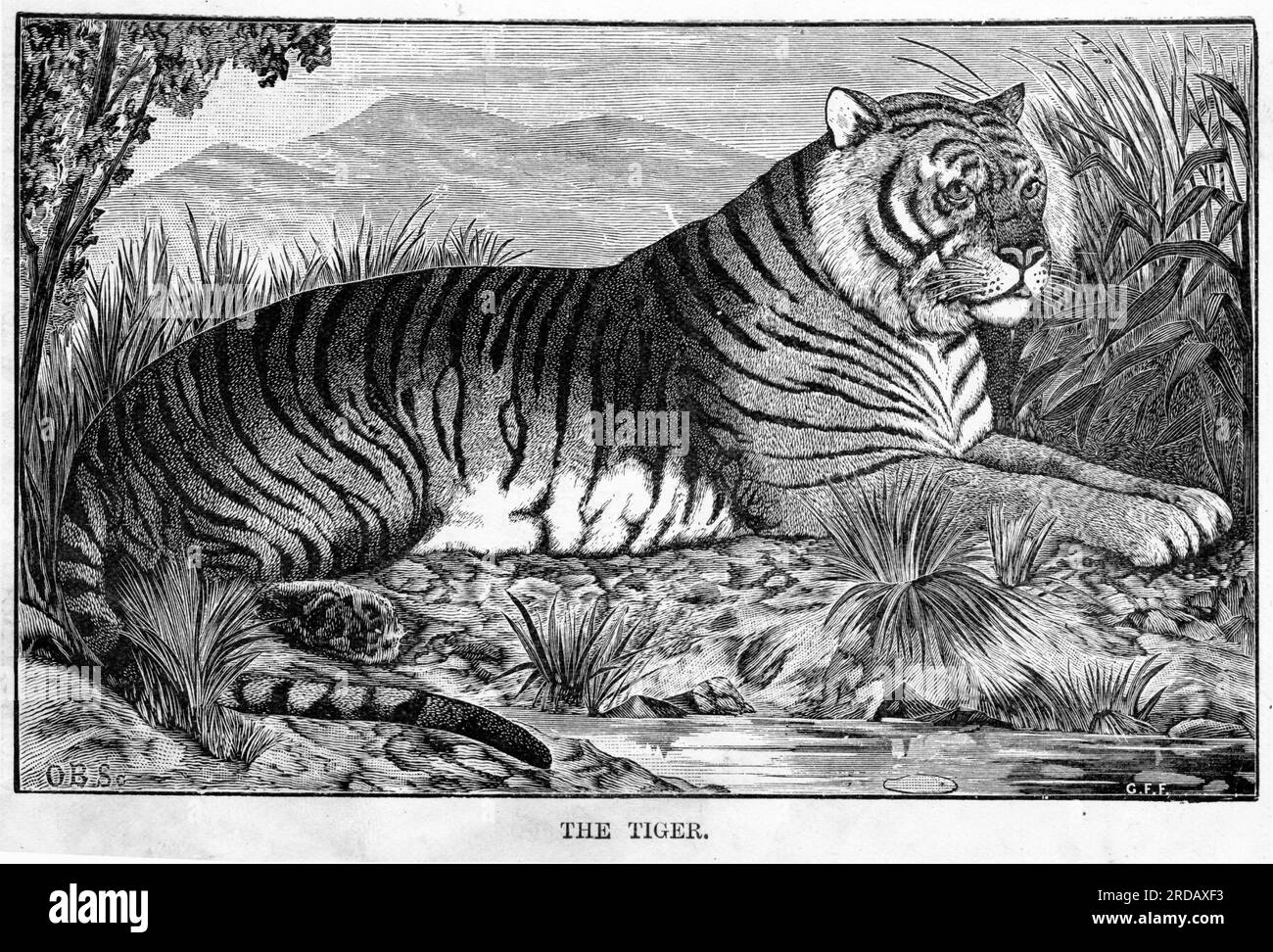 Incisione di una tigre, circa 1880 Foto Stock