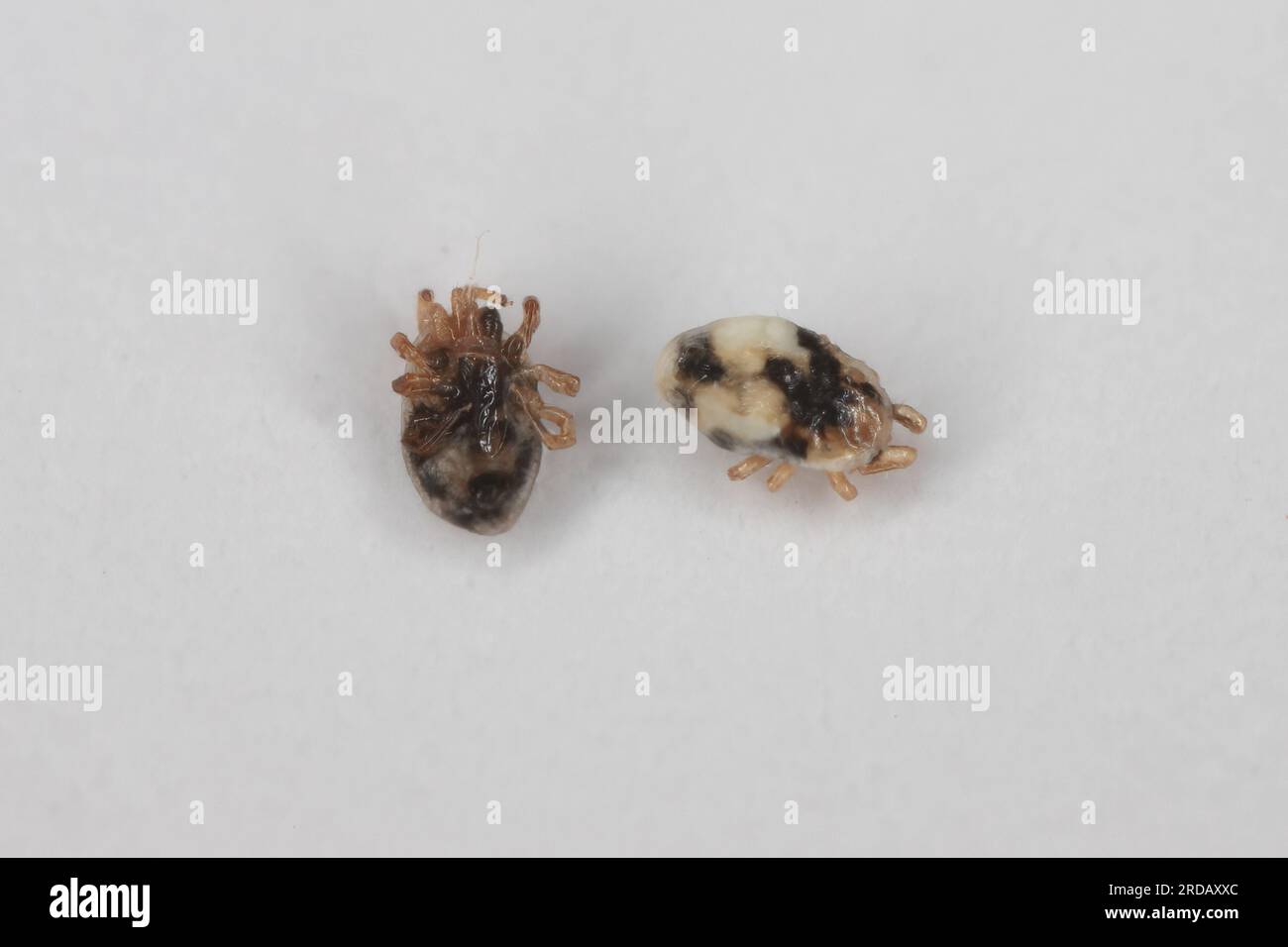 Acari piccione, zecca Argas (Argasidae). che si verificano frequentemente in questi uccelli e possono anche presentare rischi per la salute degli animali domestici e degli esseri umani. Foto Stock