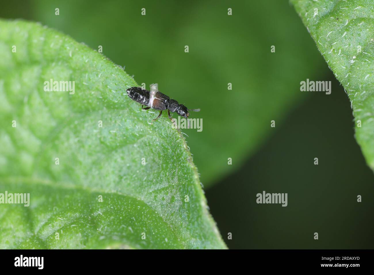 Uno scarabeo rovo (Staphylinidae) su una foglia di patate. E' un predatore che caccia i parassiti delle piante. Un insetto benefico. Foto Stock