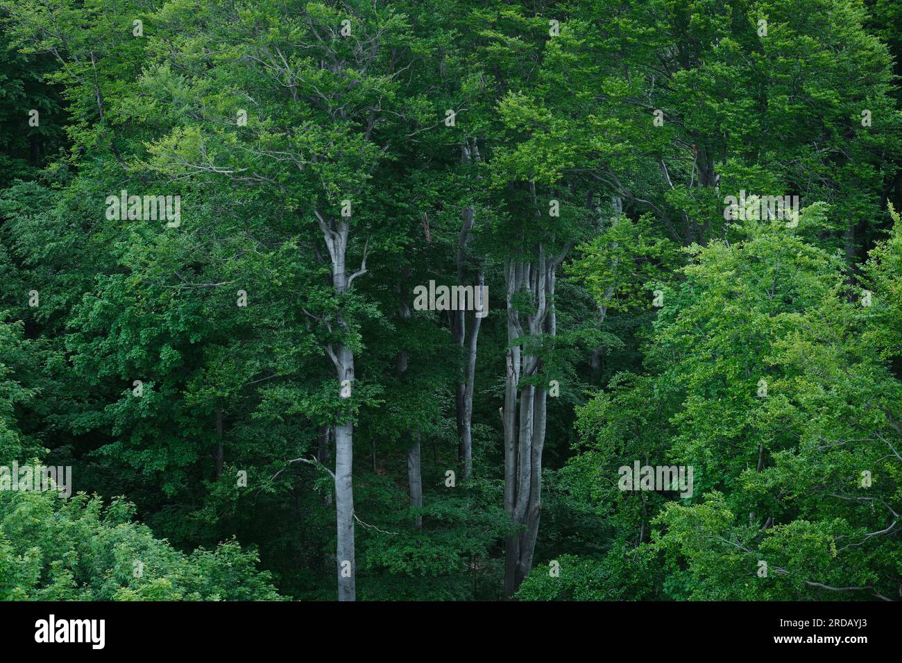 Foresta verde in estate, con una bella vegetazione lussureggiante e salutare. Foto Stock