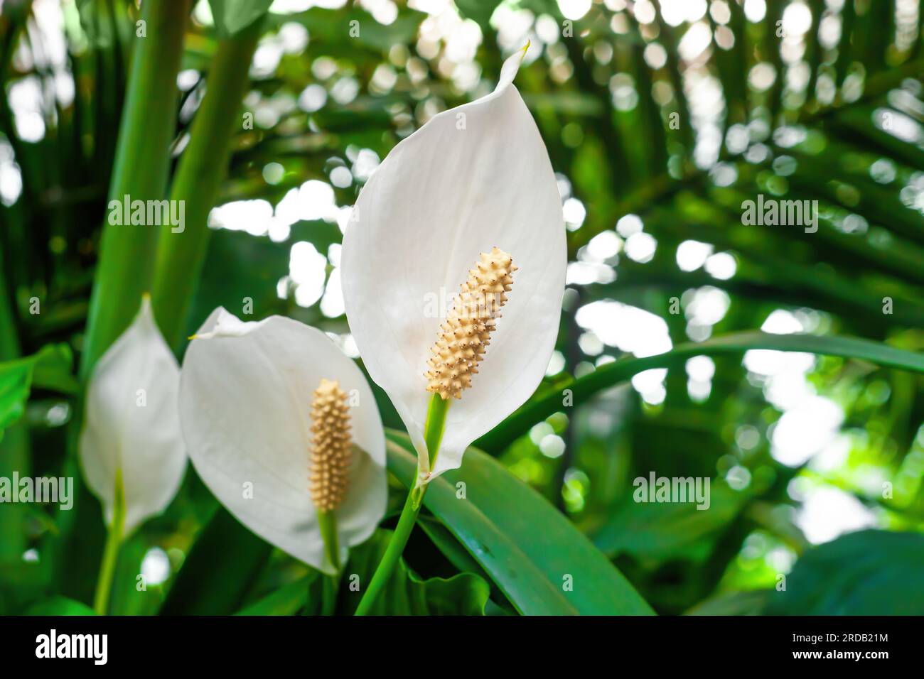 Peace Lily fiori bianchi che crescono in primo piano nel giardino botanico. Le piante da fiore di Spathiphyllum cochlearispathum crescono da vicino. Perenn sempreverde in fiore Foto Stock