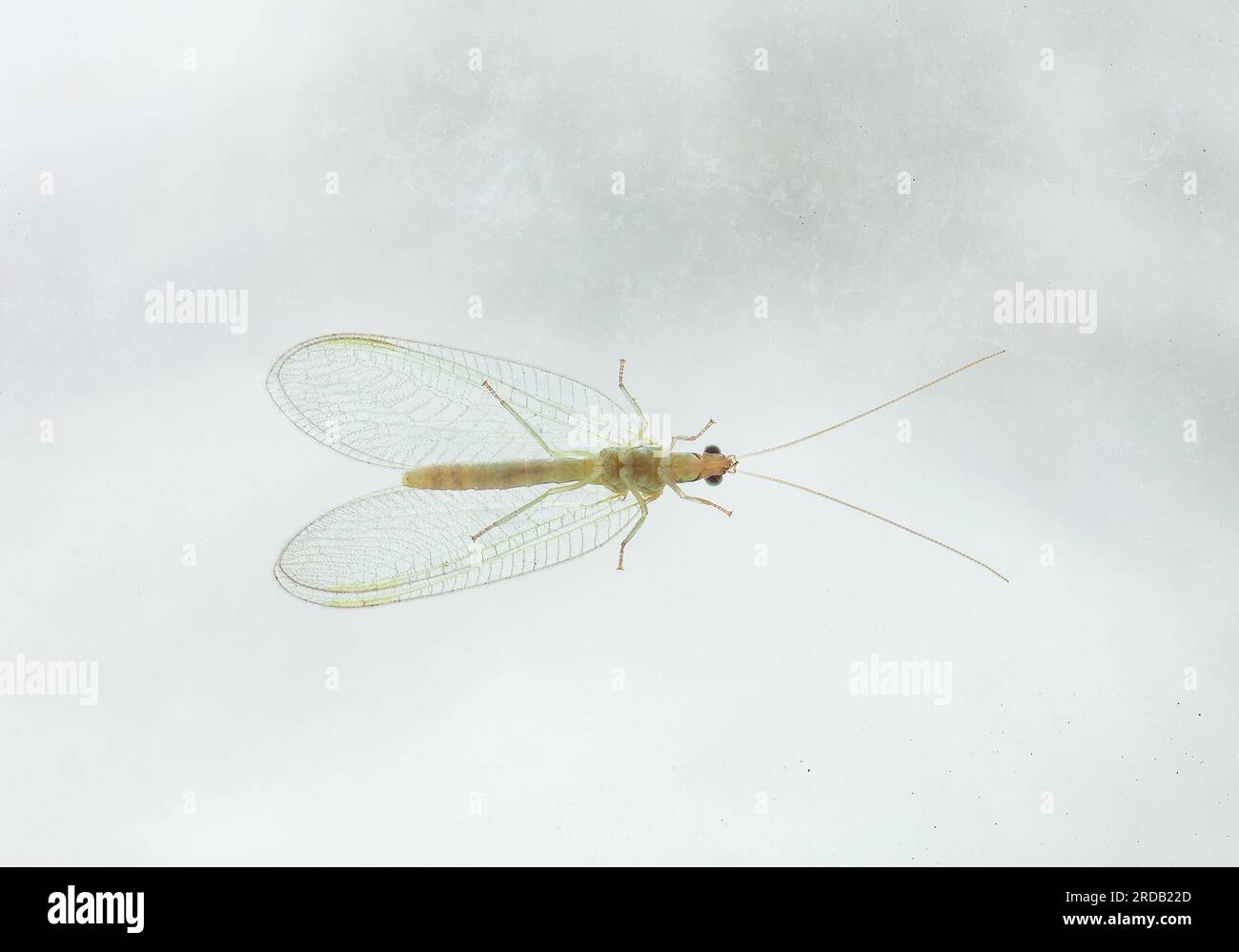 Lacewings verdi sedute su un bicchiere sporco. Chrysopidae piccolo ordine di insetti Neuroptera o insetti ad ali di rete da vicino Foto Stock
