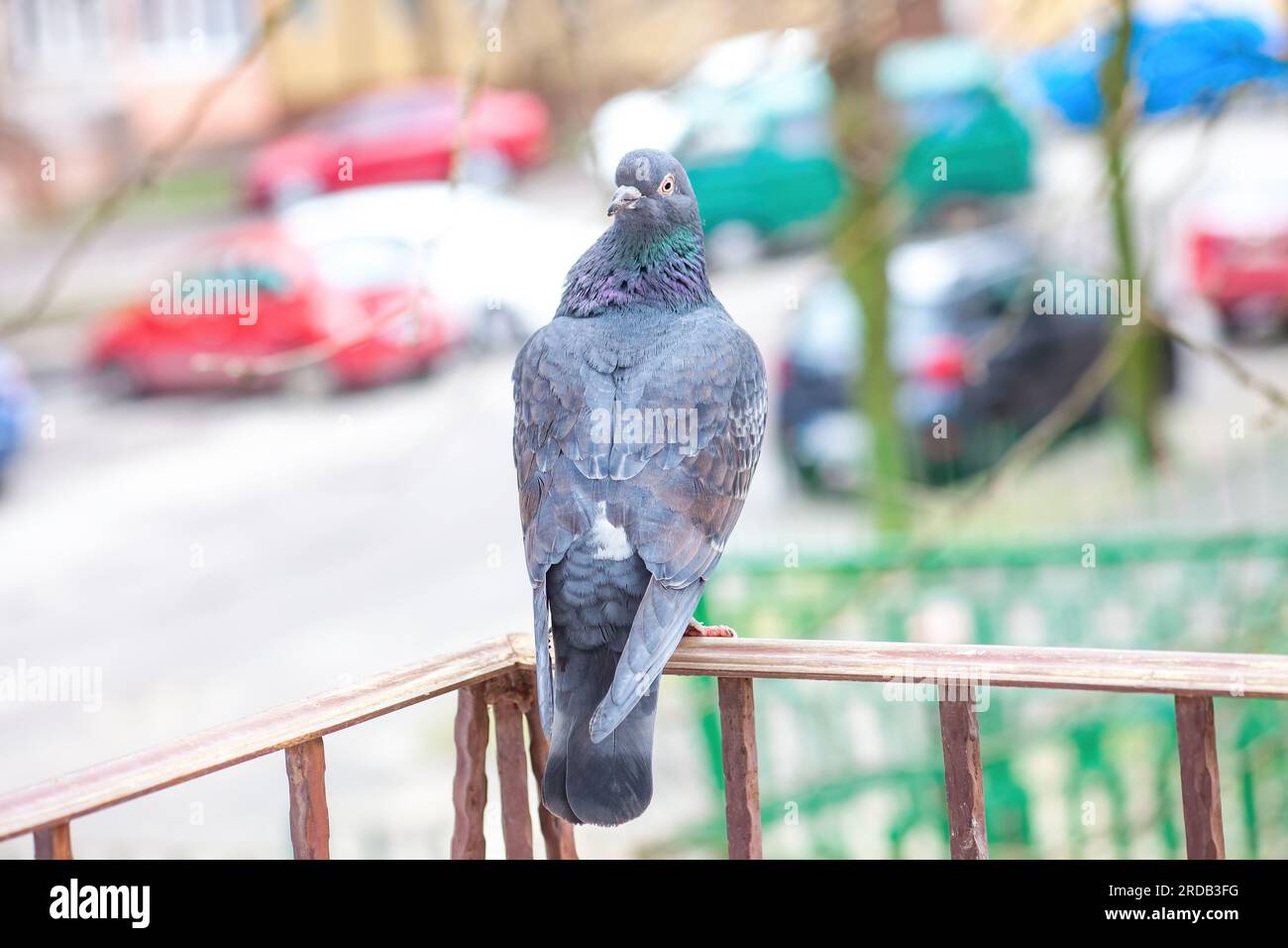 Una colomba divertente con la testa girata come un gufo in piedi sull'angolo del balcone. Stupido piccione in terrazza all'esterno. Pazzo uccello domestico che guarda indietro. Foto Stock